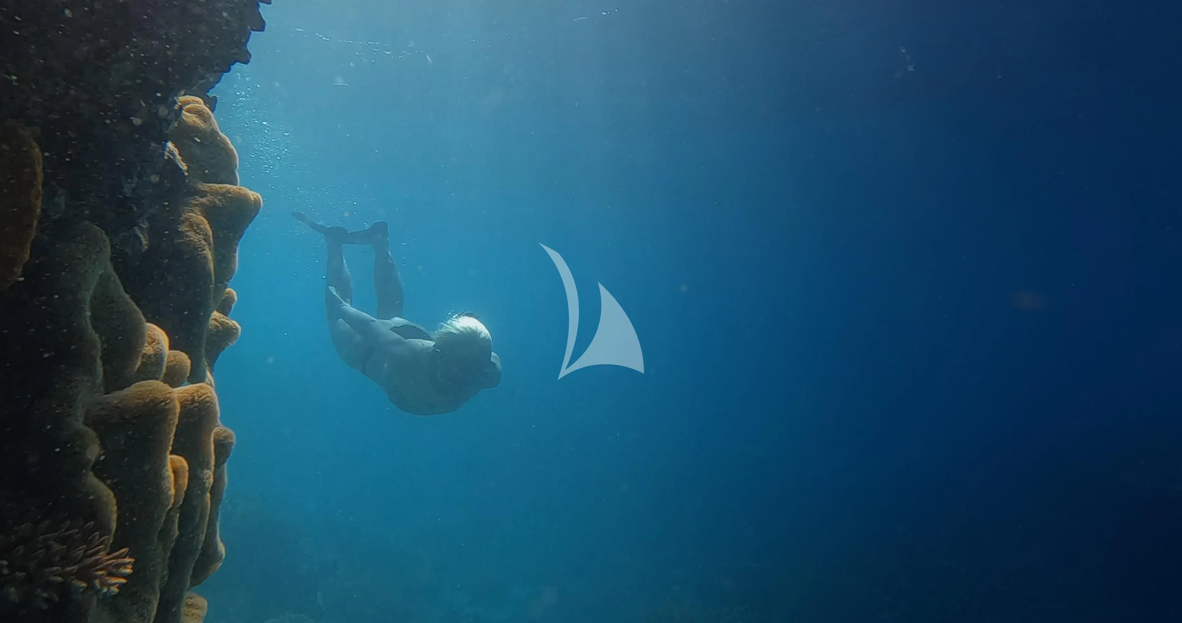 a shark swimming in the water aboard THE BEAST Yacht for Sale