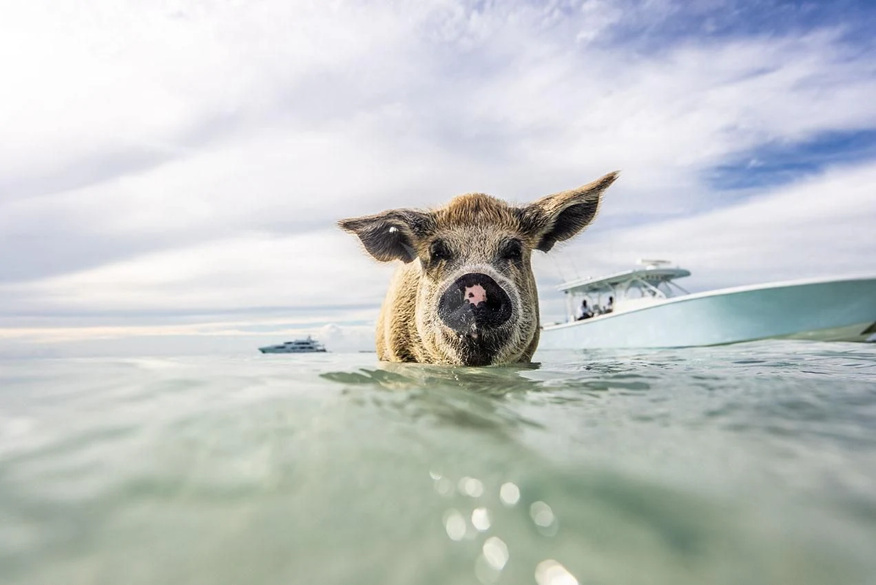 a dog swimming in the water aboard GRADE I Yacht for Charter