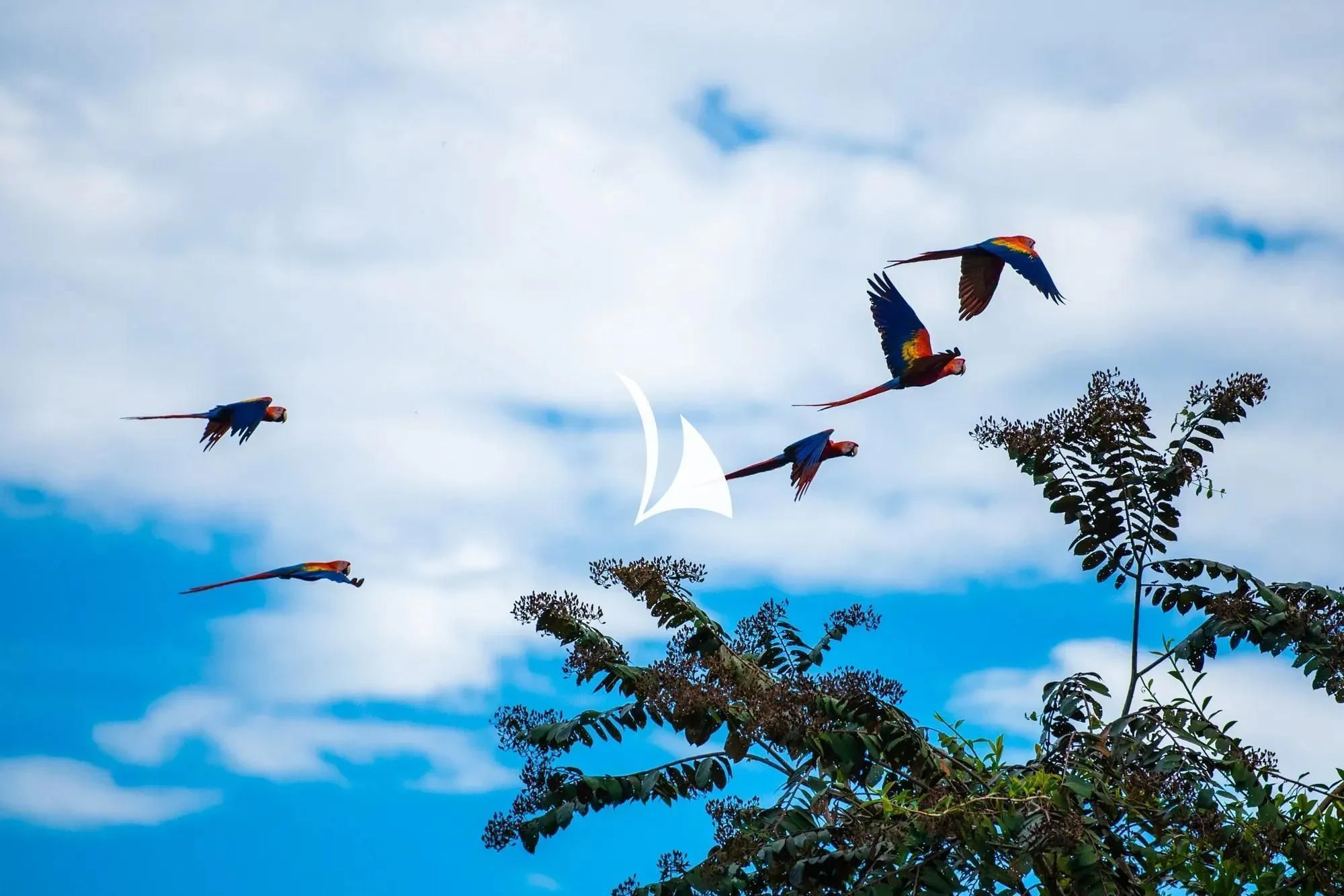 a group of kites flying in the sky aboard NOMAD Yacht for Sale