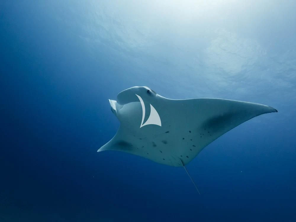 a shark swimming under water aboard THE MAJ OCEANIC Yacht for Charter