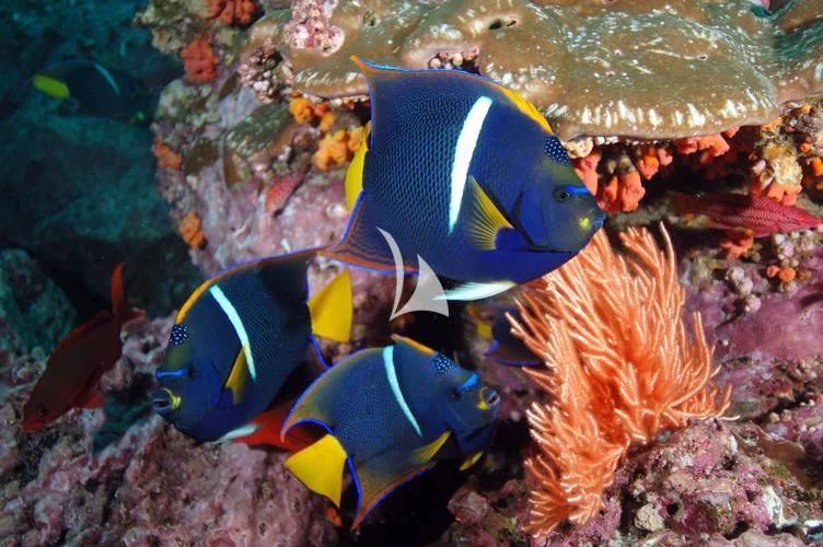 a fish with a blue hat aboard THE MAJ OCEANIC Yacht for Charter
