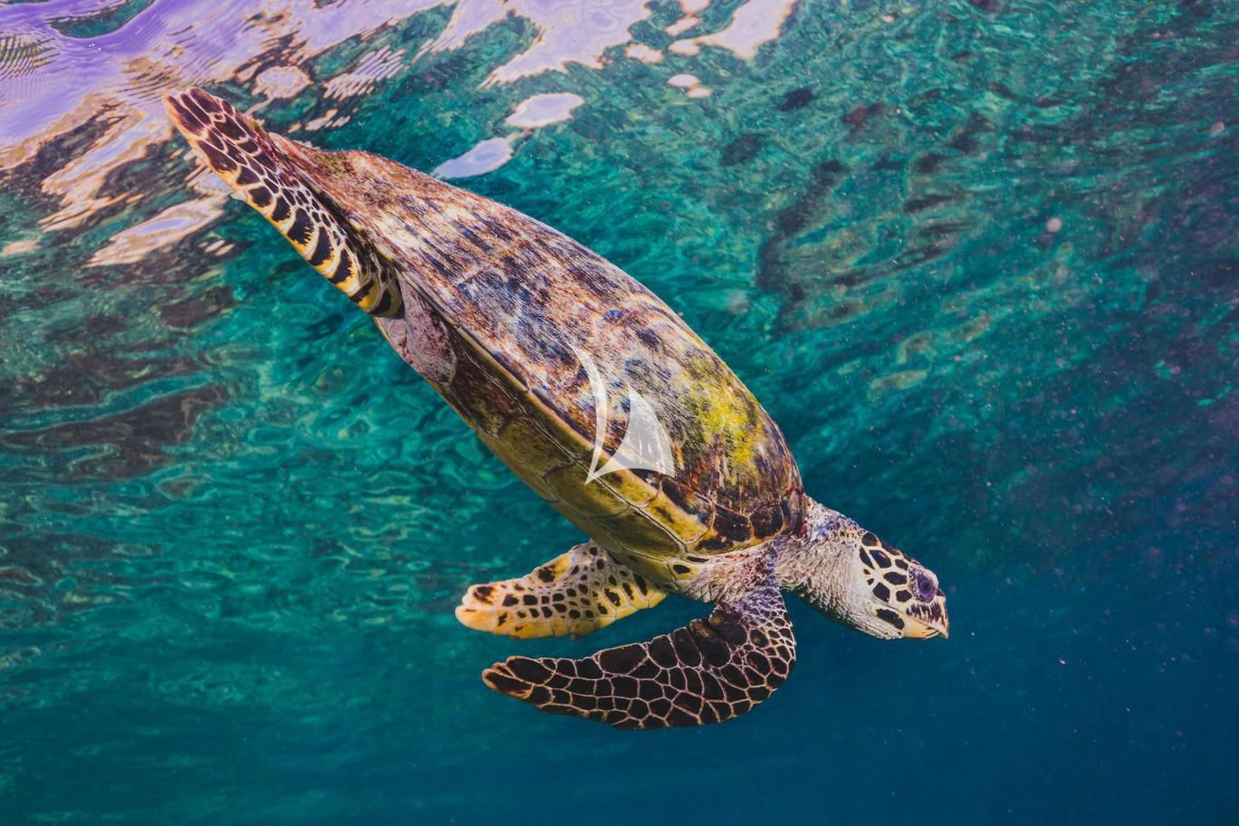 a turtle swimming in water aboard THE MAJ OCEANIC Yacht for Charter