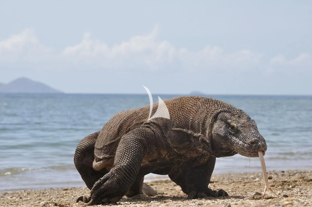 a large tortoise on a beach aboard THE MAJ OCEANIC Yacht for Charter