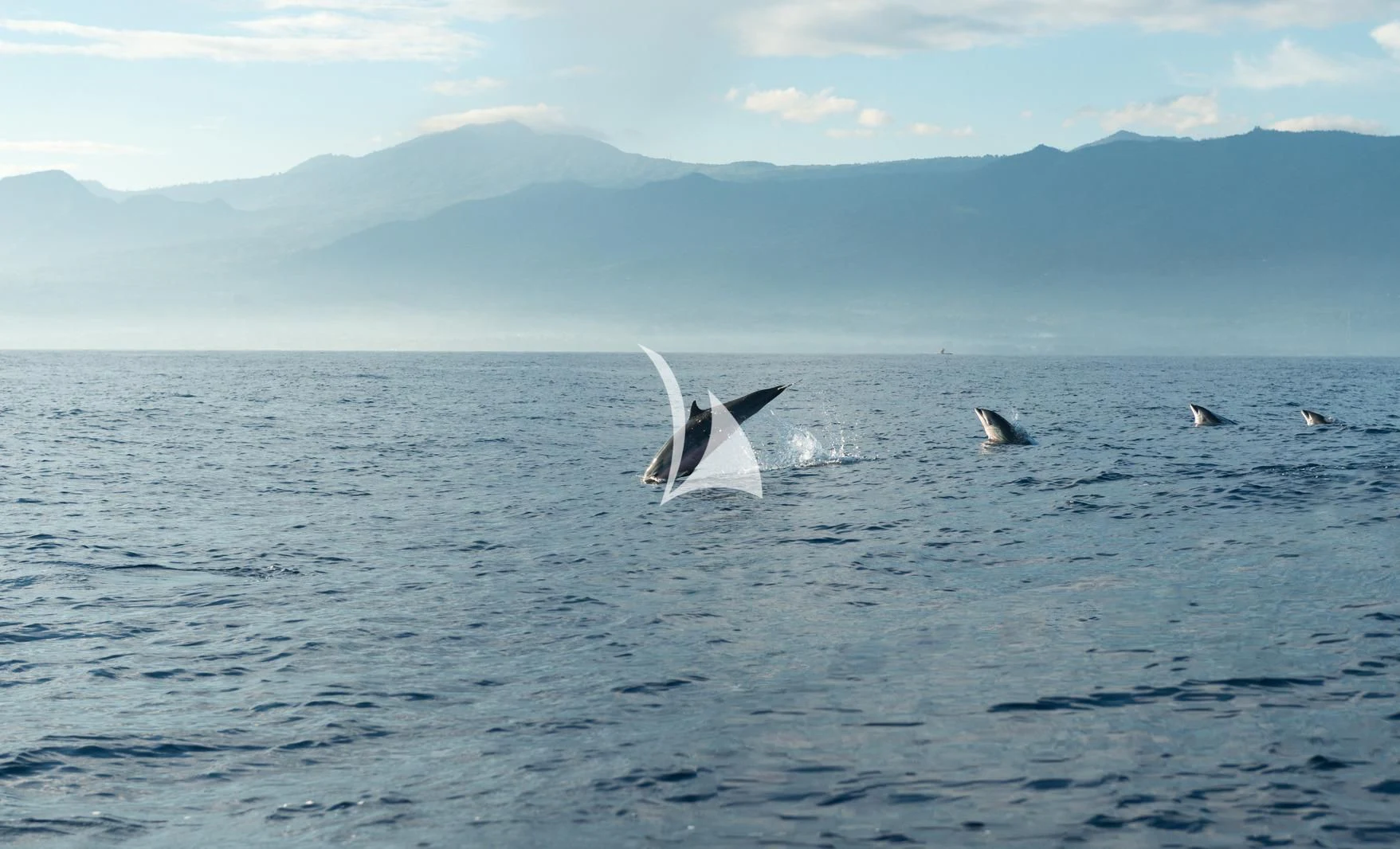 a group of whales in the water aboard THE MAJ OCEANIC Yacht for Charter