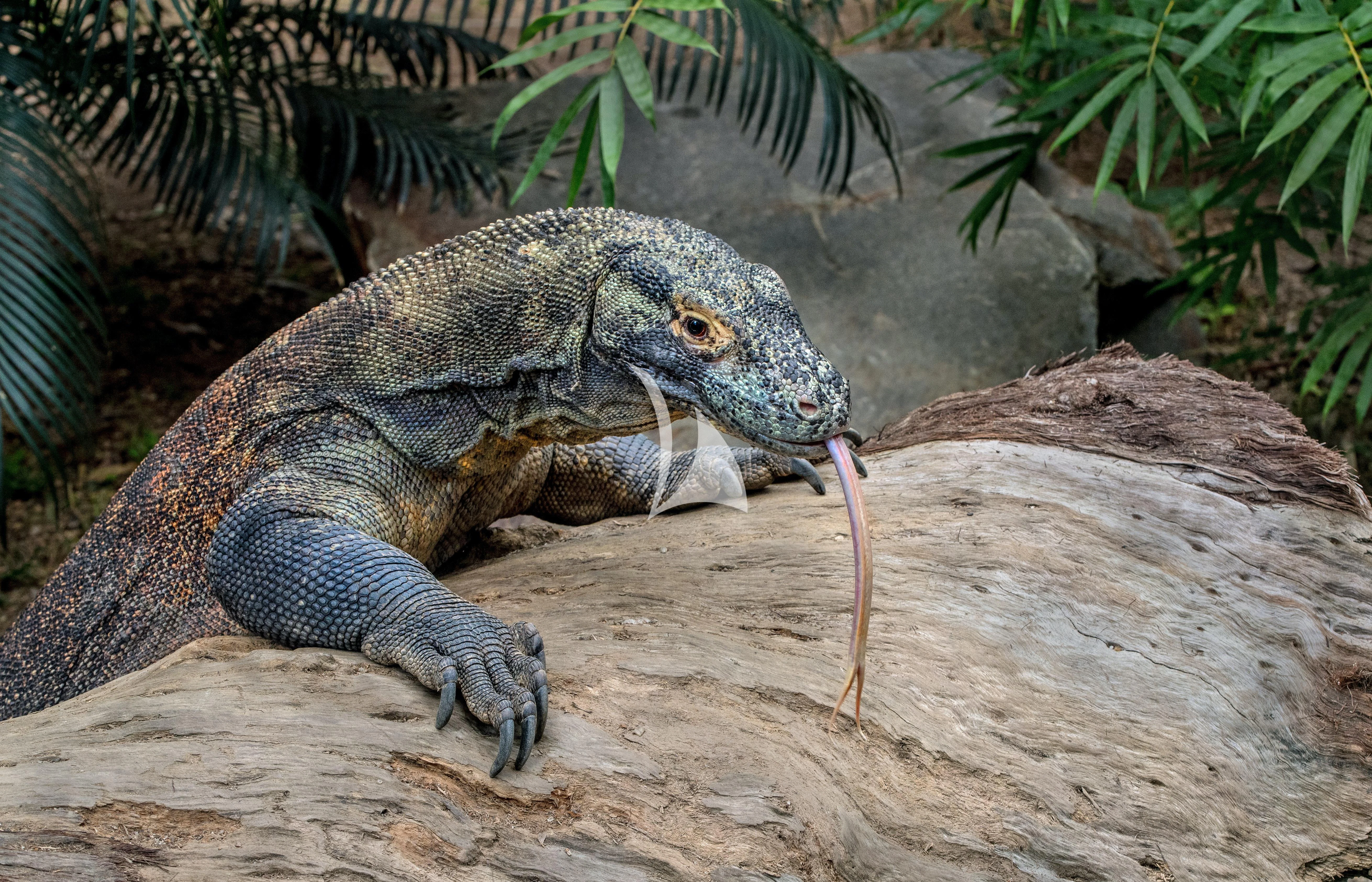 a lizard with a long tongue aboard KUDANIL EXPLORER Yacht for Sale