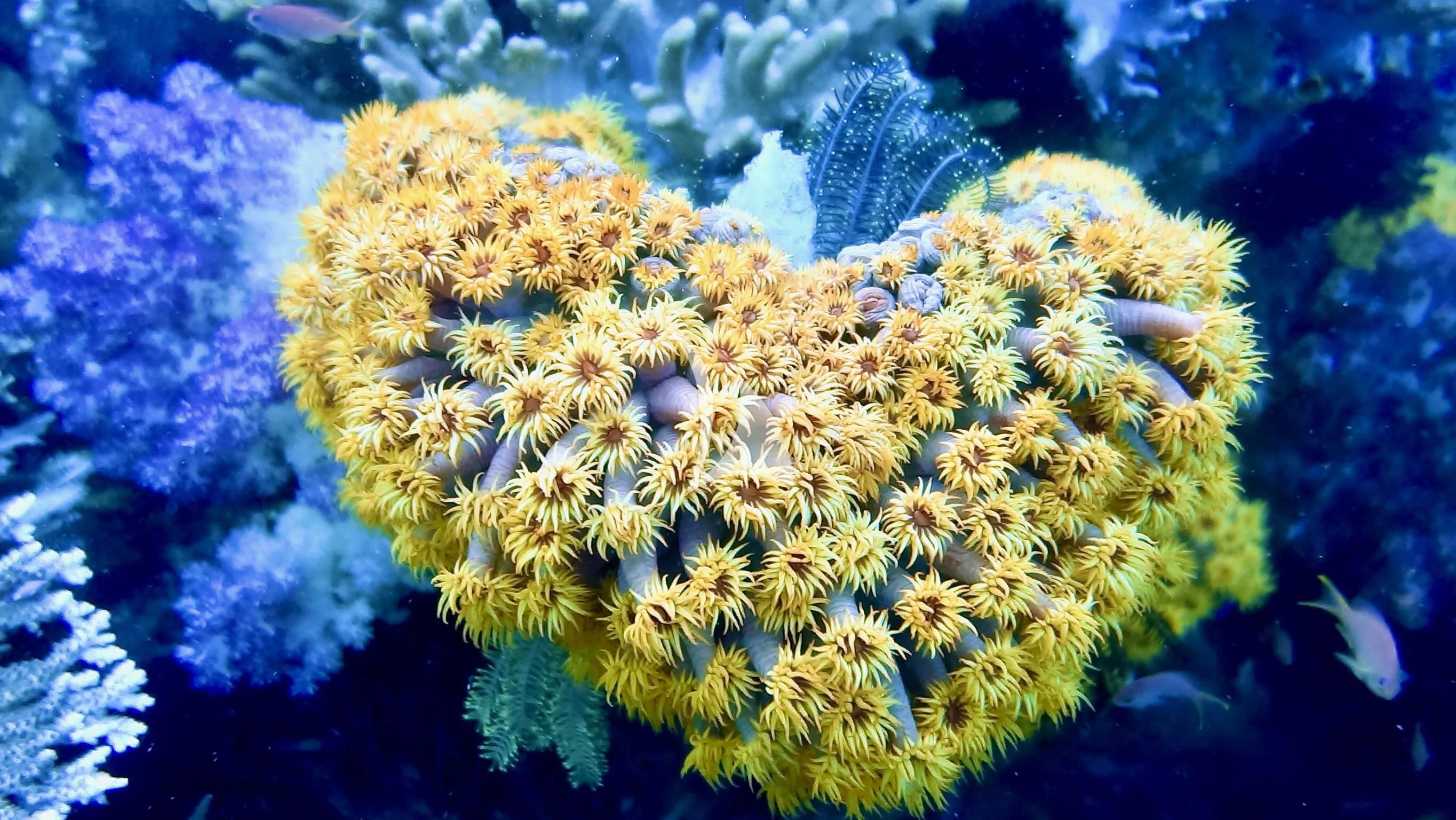 a sea anemone in the water aboard KUDANIL EXPLORER Yacht for Sale