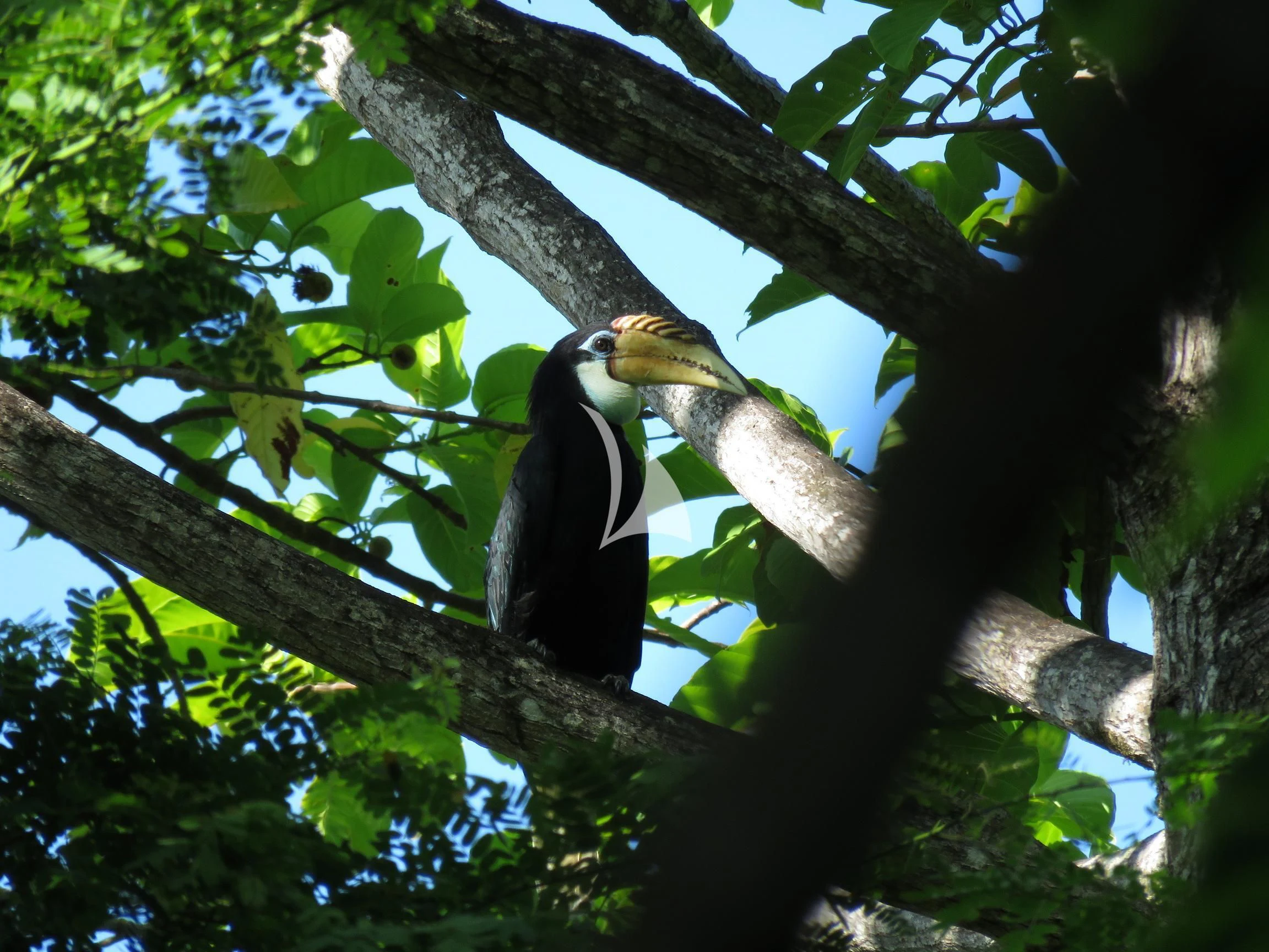 a bird in a tree aboard KUDANIL EXPLORER Yacht for Sale