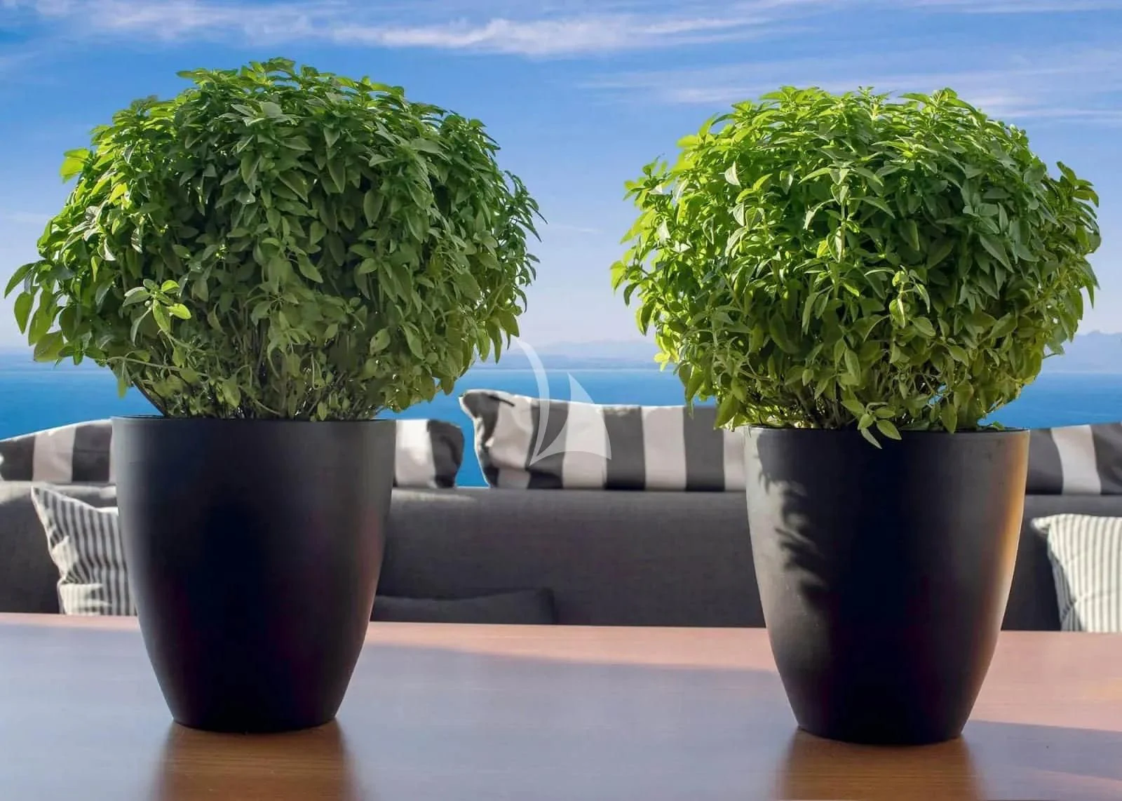 a couple of plants in pots aboard ALKYONE Yacht for Sale