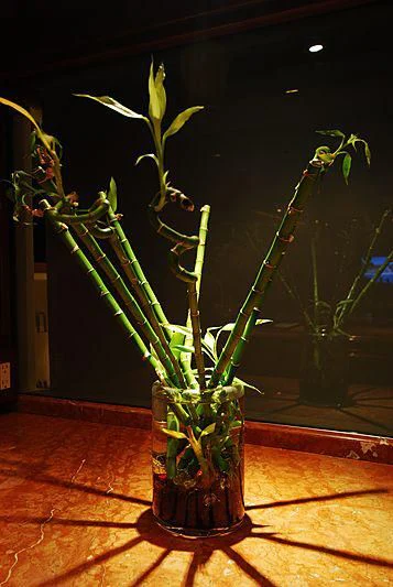 a plant in a glass vase aboard FORTY LOVE Yacht for Charter