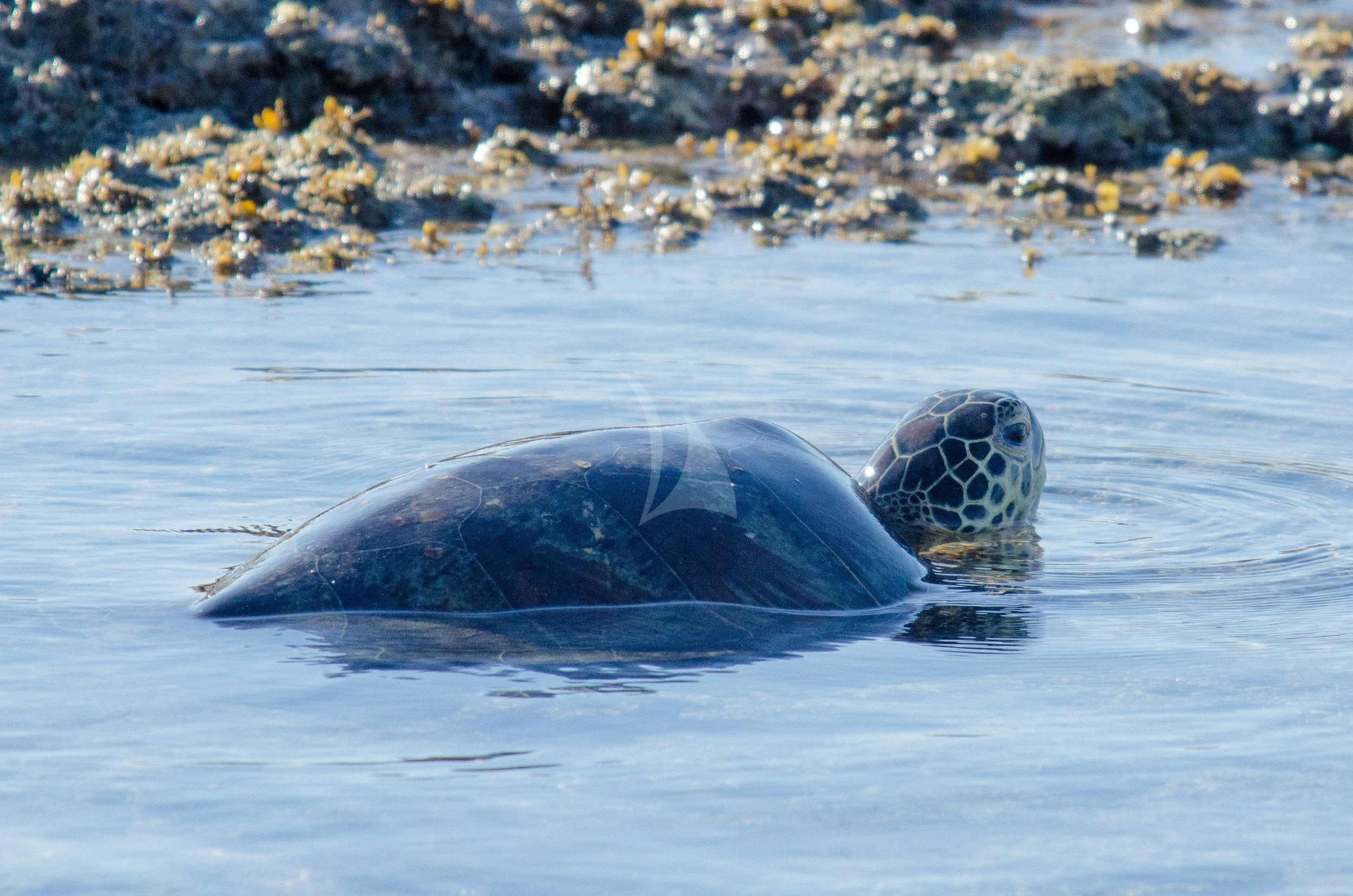 a sea turtle swimming in the water aboard SUNSET Yacht for Sale