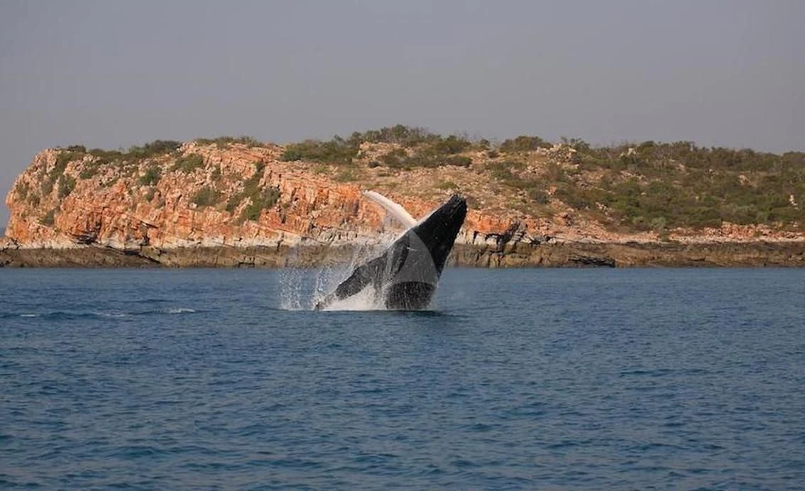 a whale jumping out of the water aboard SUNSET Yacht for Sale