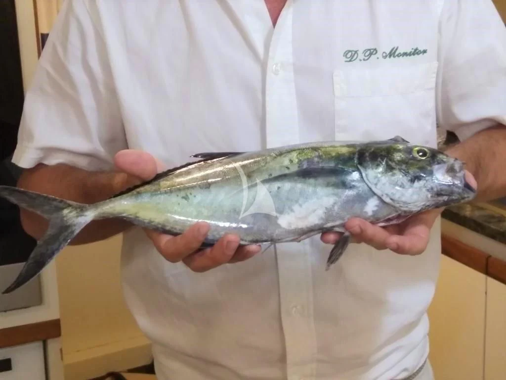 a person holding a fish aboard D.P. MONITOR Yacht for Sale