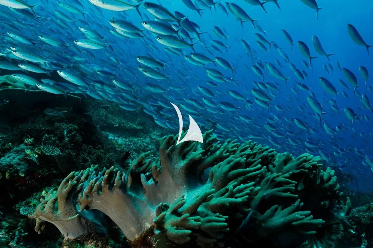 a school of fish swimming in a tank aboard LAMIMA Yacht for Sale