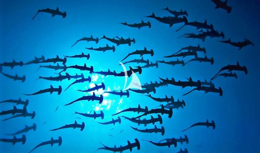 a large group of fish swimming aboard LAMIMA Yacht for Sale