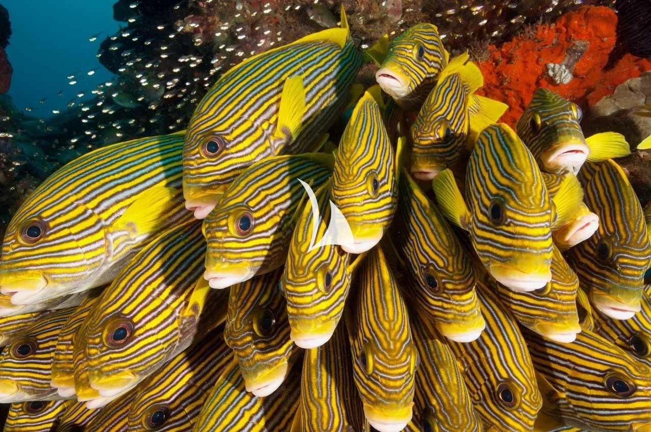 a group of colorful fish aboard LAMIMA Yacht for Sale
