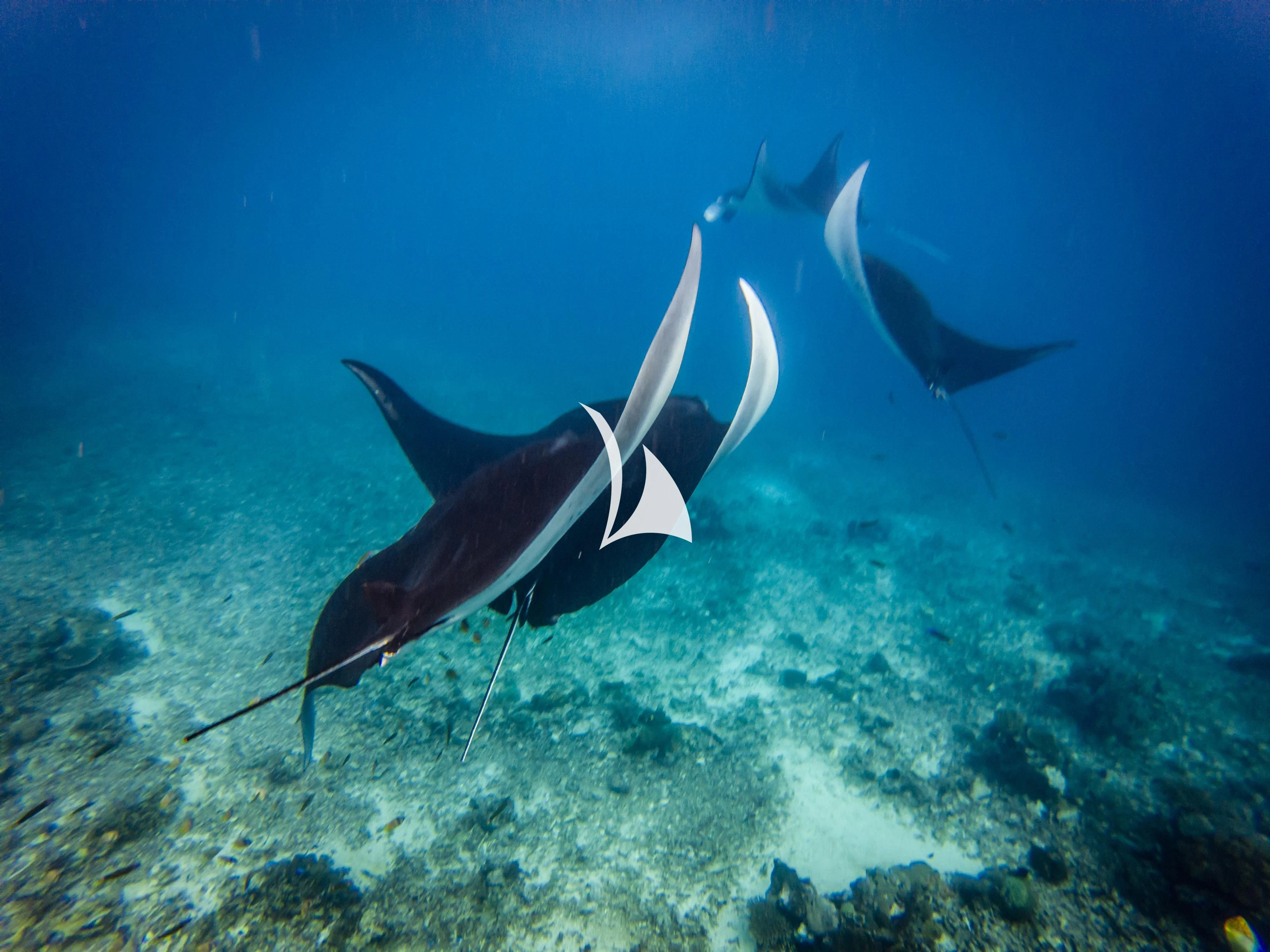 a shark swimming underwater aboard LAMIMA Yacht for Sale