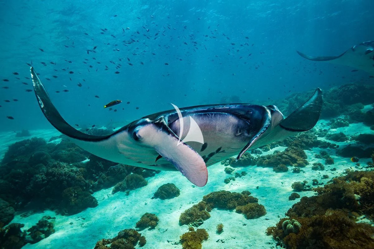 a shark swimming underwater aboard LAMIMA Yacht for Sale