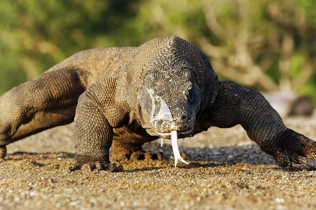 a baby tortoise walking on dirt with Komodo in the background aboard LAMIMA Yacht for Sale
