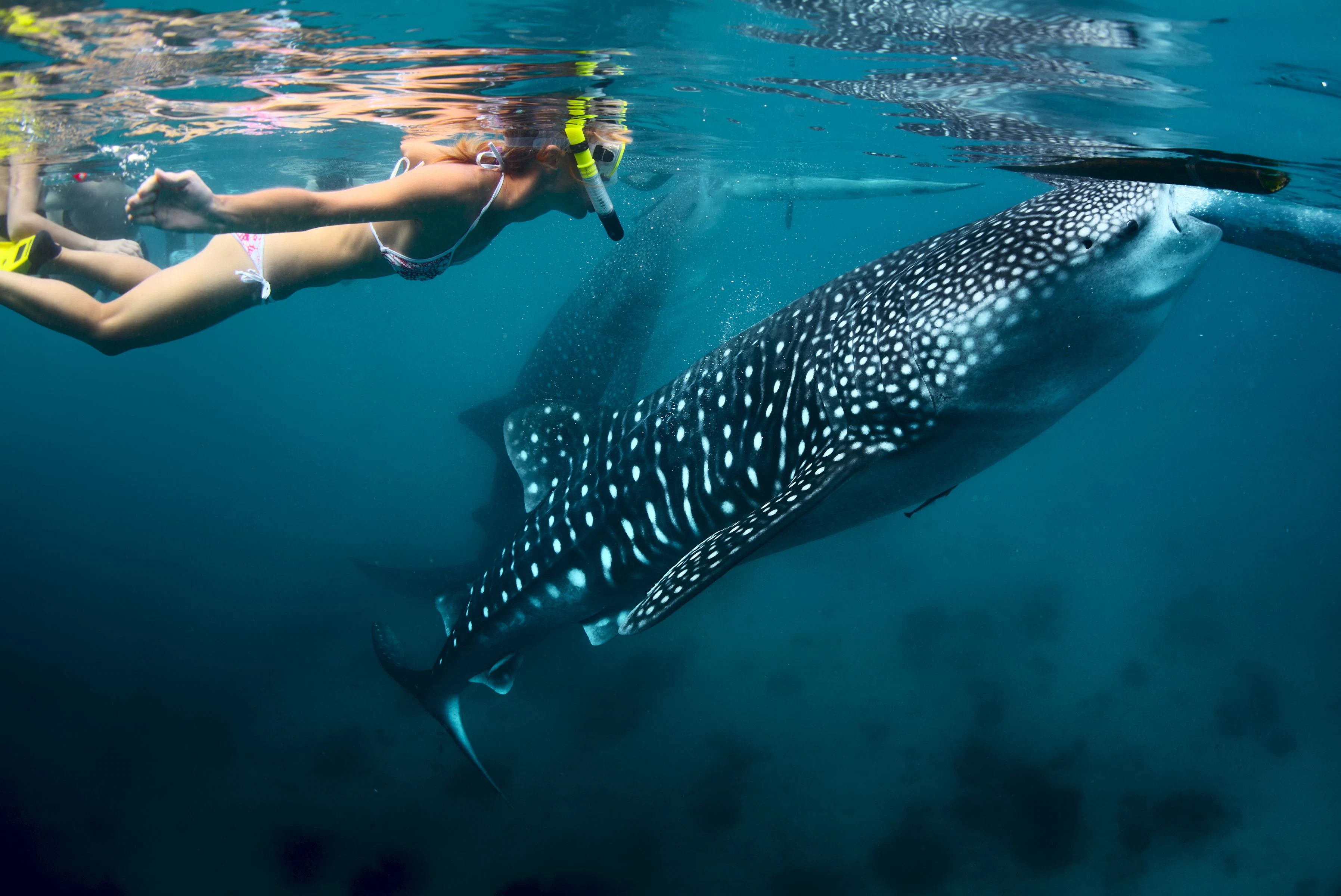 a person swimming with a whale aboard LAMIMA Yacht for Sale