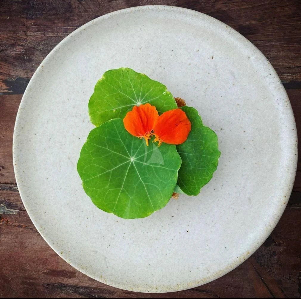 a small plant in a cup aboard NELA Yacht for Charter