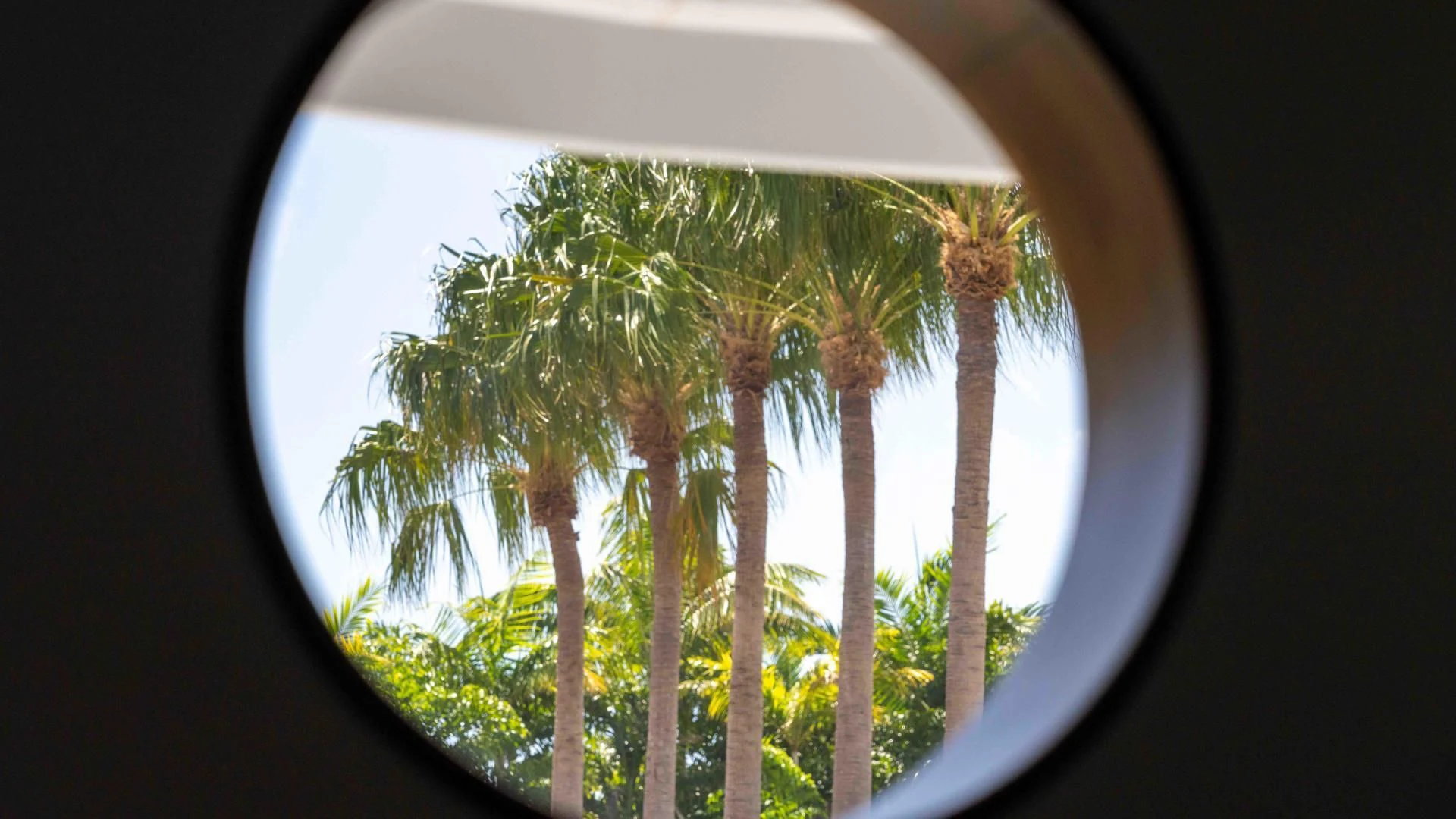 looking through a window at palm trees aboard ARIES Yacht for Sale
