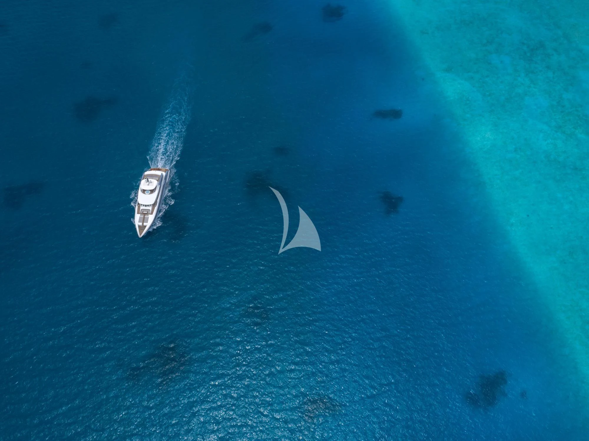 a close-up of a shark aboard SEAREX Yacht for Sale