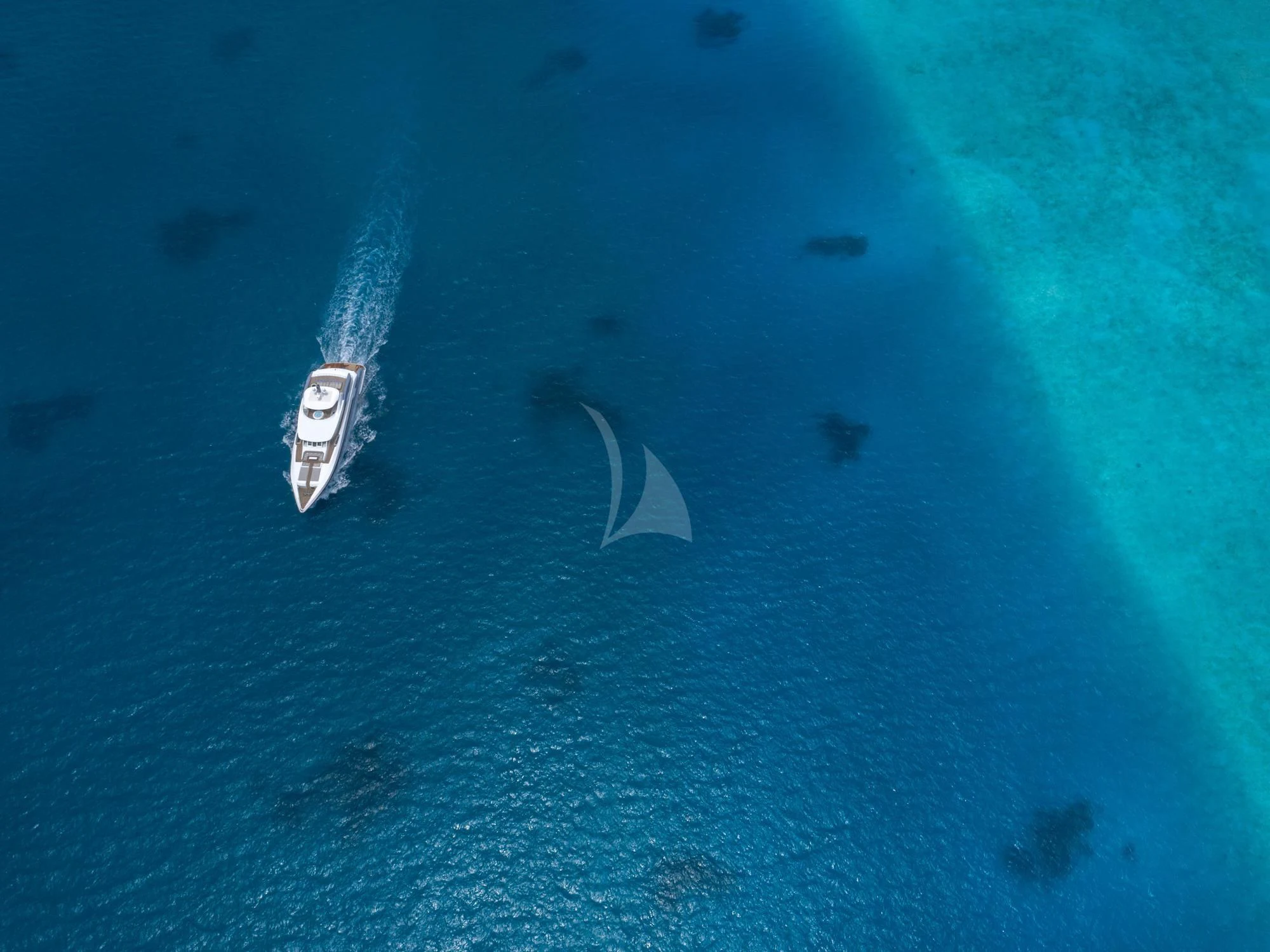 a close-up of a fish aboard SEAREX Yacht for Sale