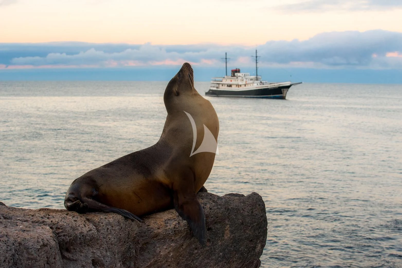 a seal on a rock by the water with a boat in the background aboard EVOLUTION Yacht for Sale