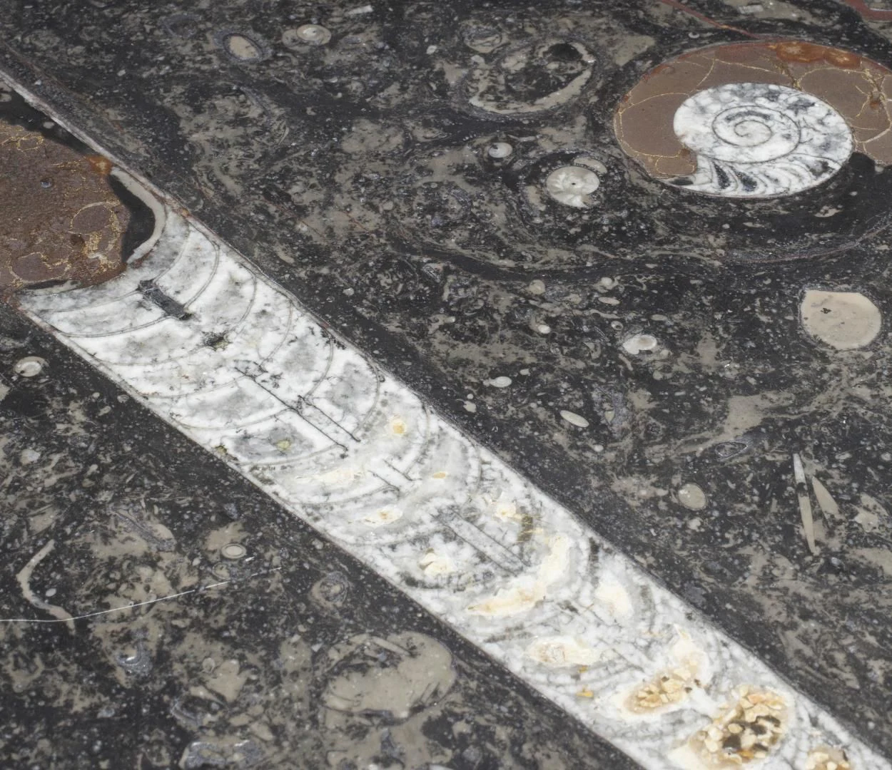 a close-up of a coin aboard GOLDEN YACHT Yacht for Sale