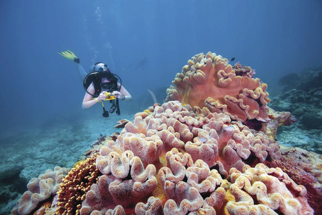 a scuba diver swimming in a coral reef aboard FLYING FISH Yacht for Sale