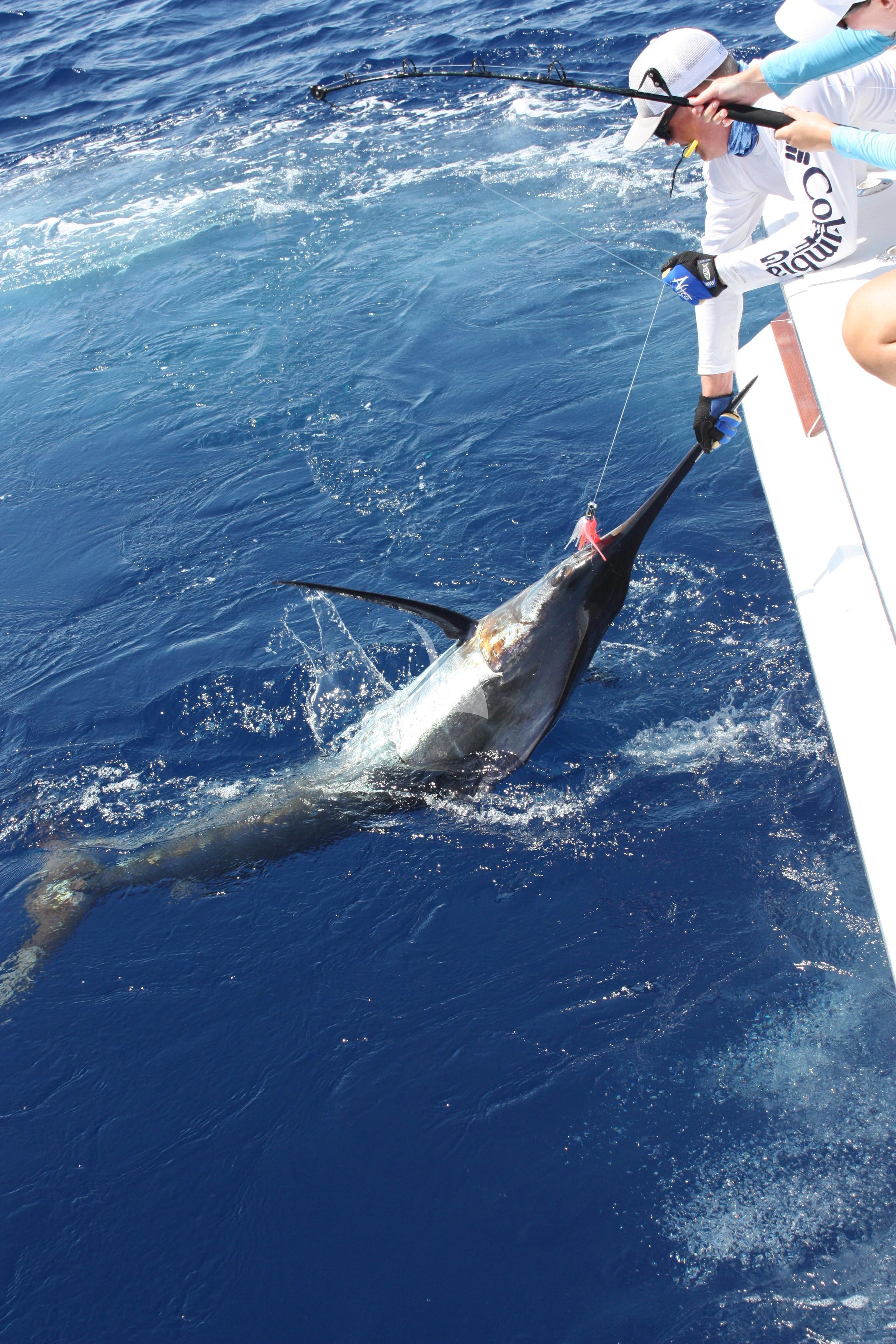 a man on a boat with a shark fin and a rope aboard MARYBELLE Yacht for Sale