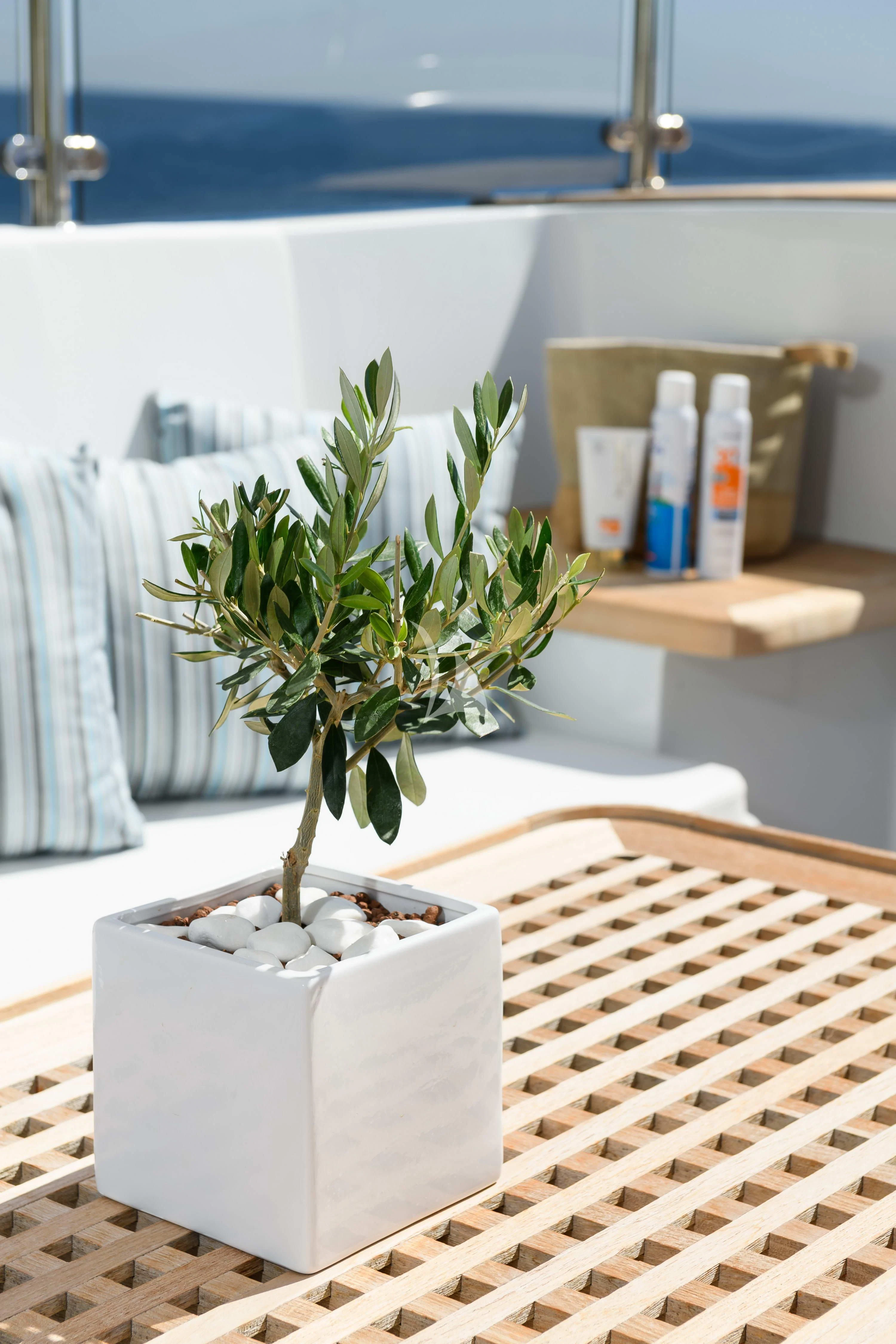 a plant in a container aboard WIND OF FORTUNE Yacht for Charter