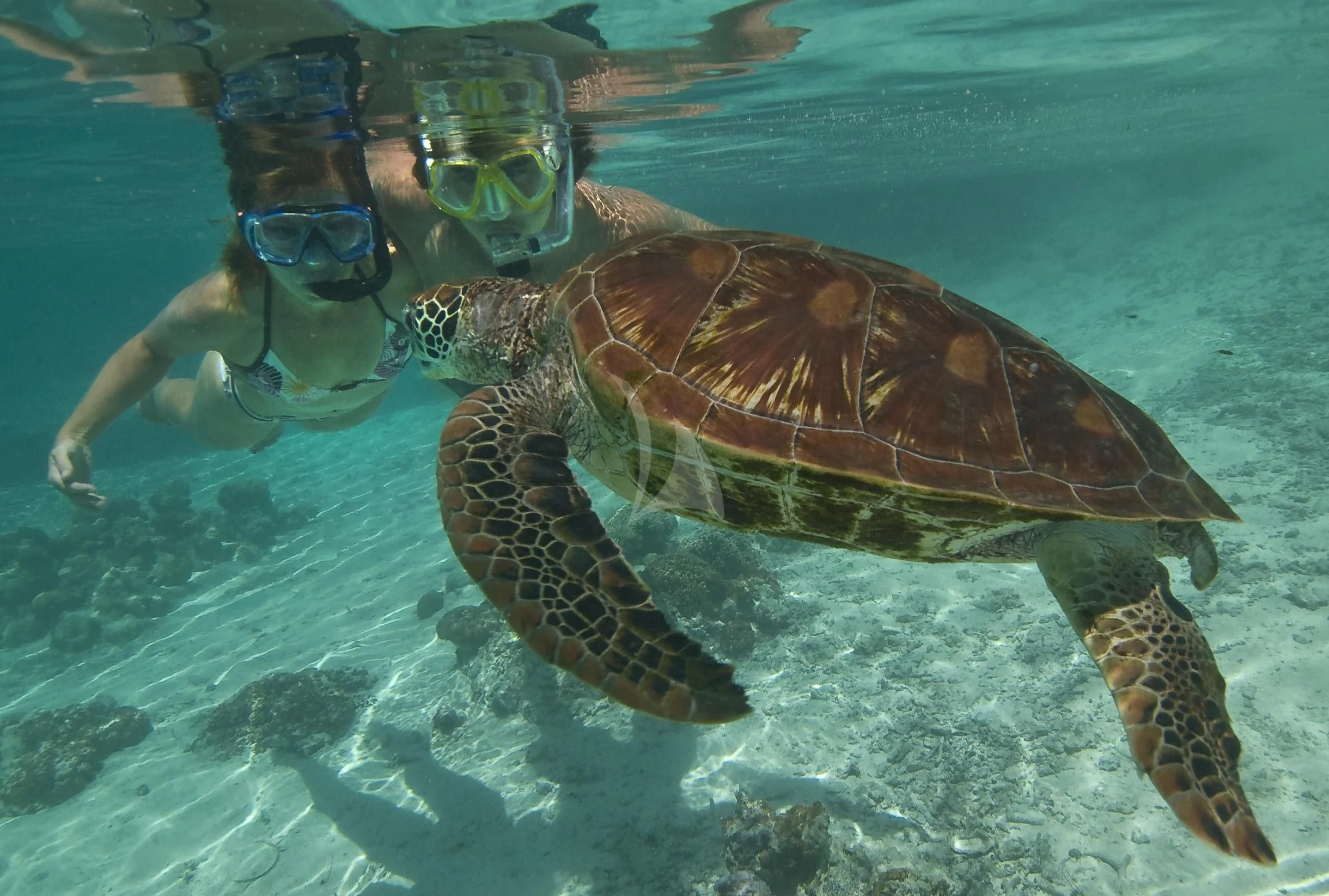 a turtle swimming underwater aboard MAGIC CAT Yacht for Sale