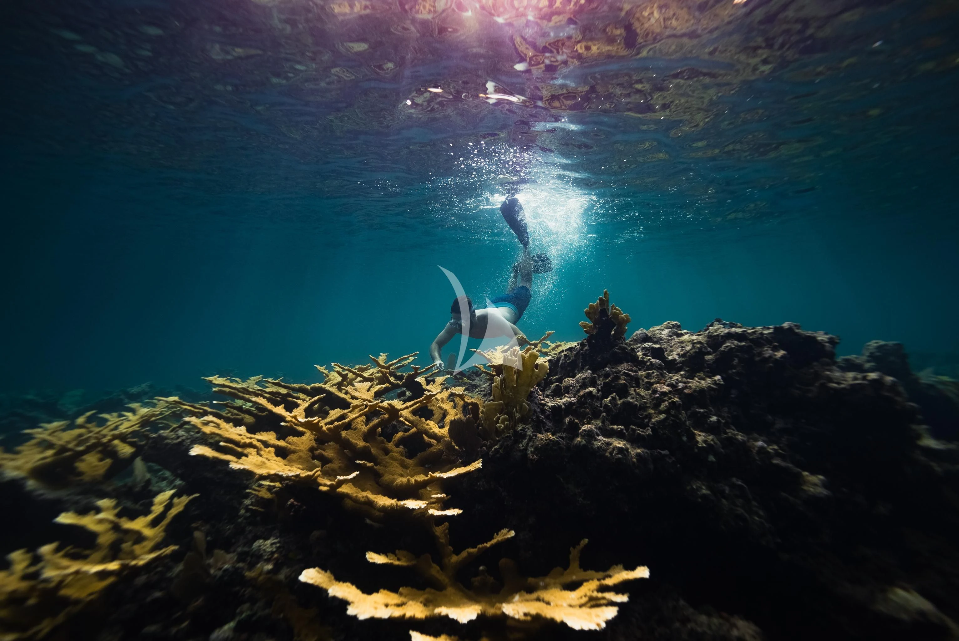 a shark swimming in the water aboard AQUANOVA Yacht for Sale