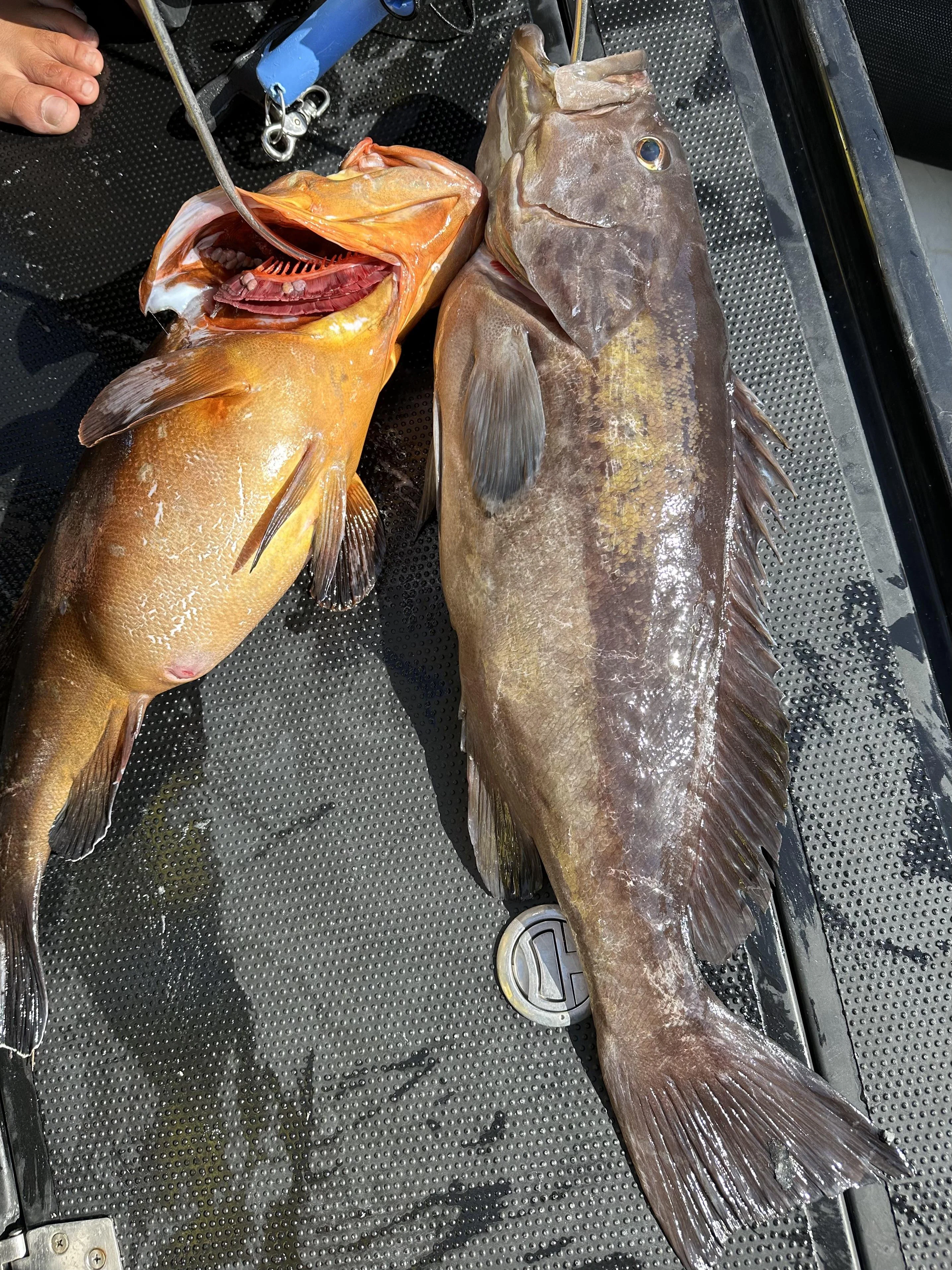 fish on a hook aboard ICE LADY Yacht for Sale