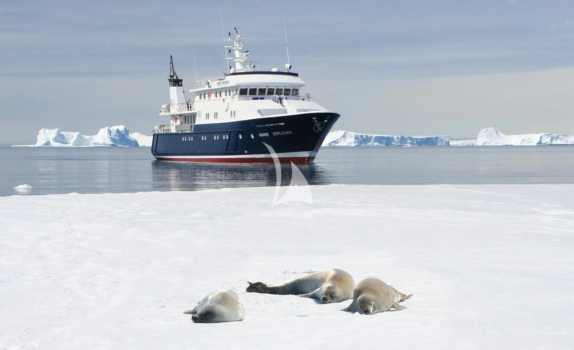 a group of seals lying on a beach with a large ship in the background aboard HANSE EXPLORER Yacht for Sale