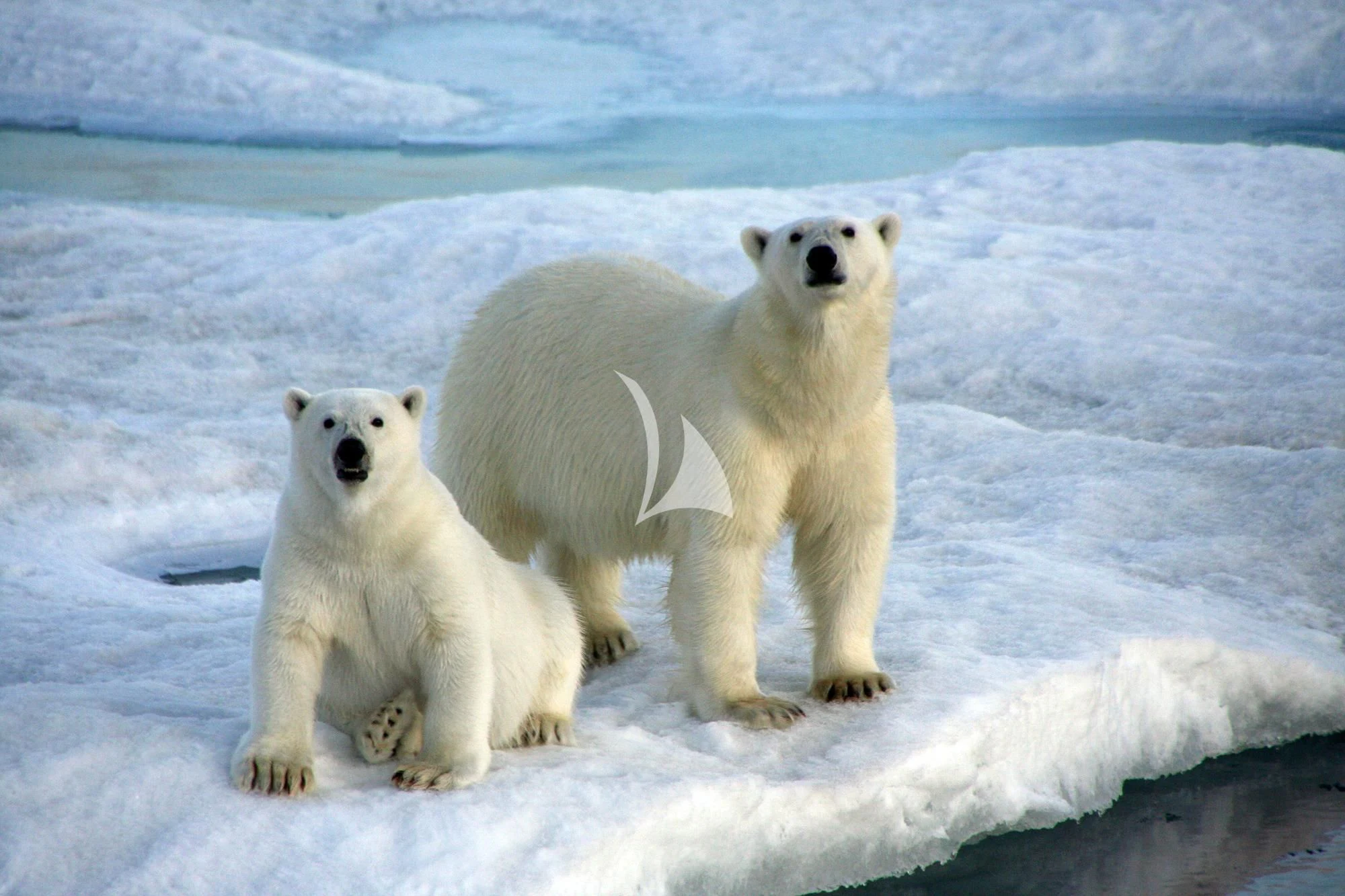 polar bears in the snow aboard HANSE EXPLORER Yacht for Sale