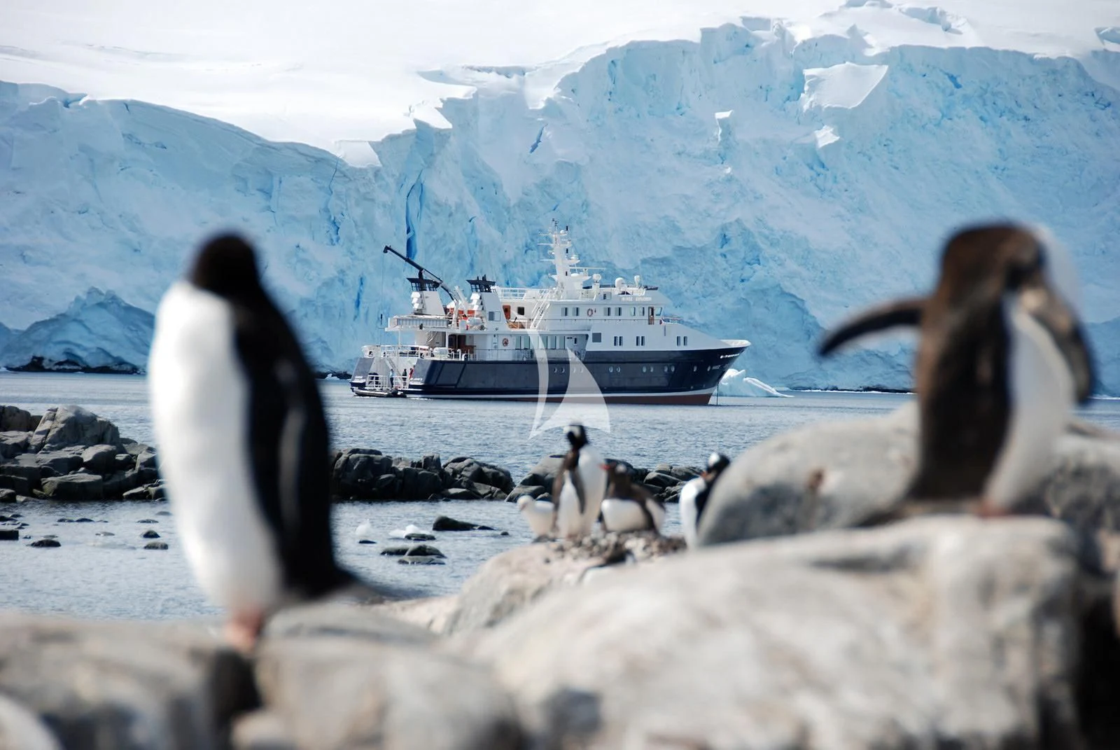 a group of penguins on a rocky beach with a boat in the background aboard HANSE EXPLORER Yacht for Sale
