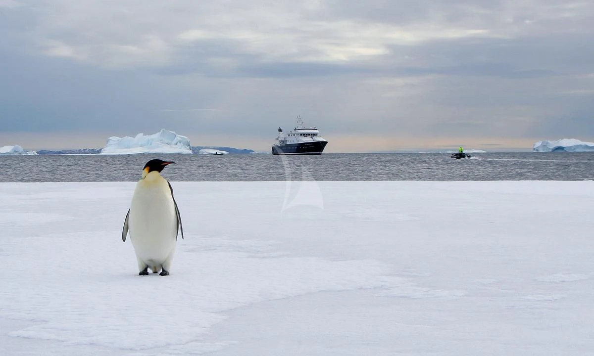 a penguin walking on a snowy beach aboard HANSE EXPLORER Yacht for Sale