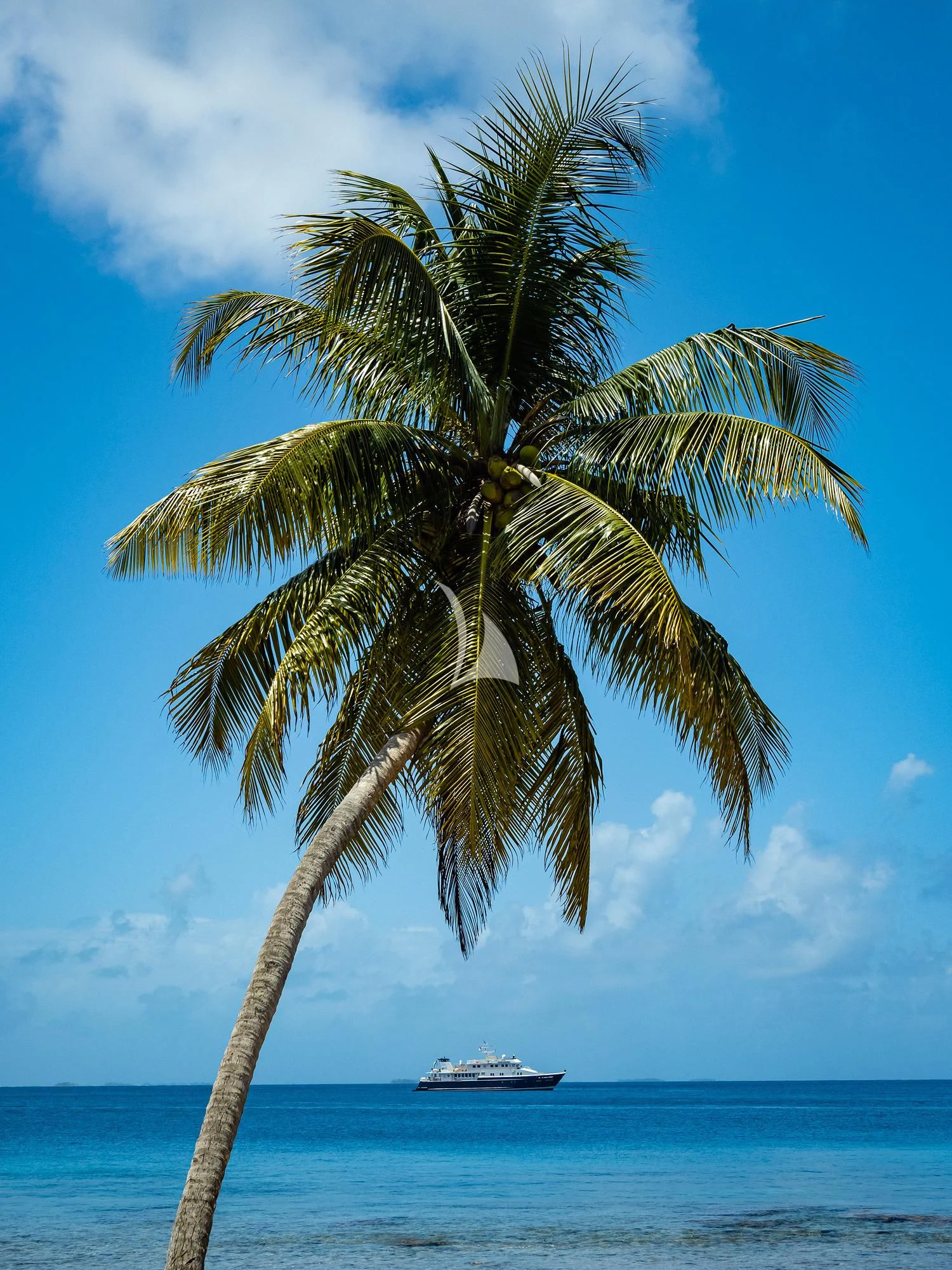 a palm tree on a beach aboard HANSE EXPLORER Yacht for Sale