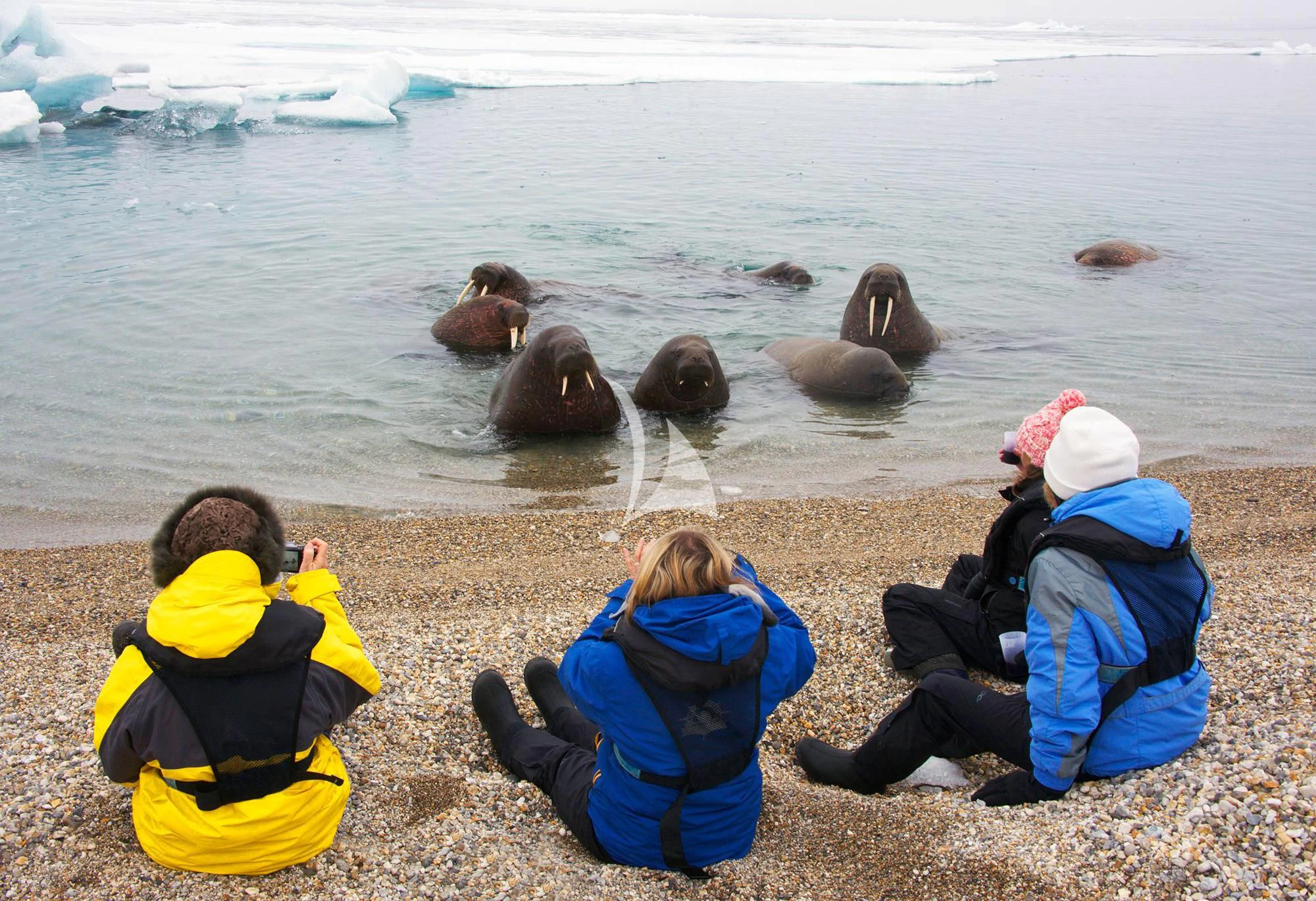 a group of people looking at seals in the water aboard HANSE EXPLORER Yacht for Sale