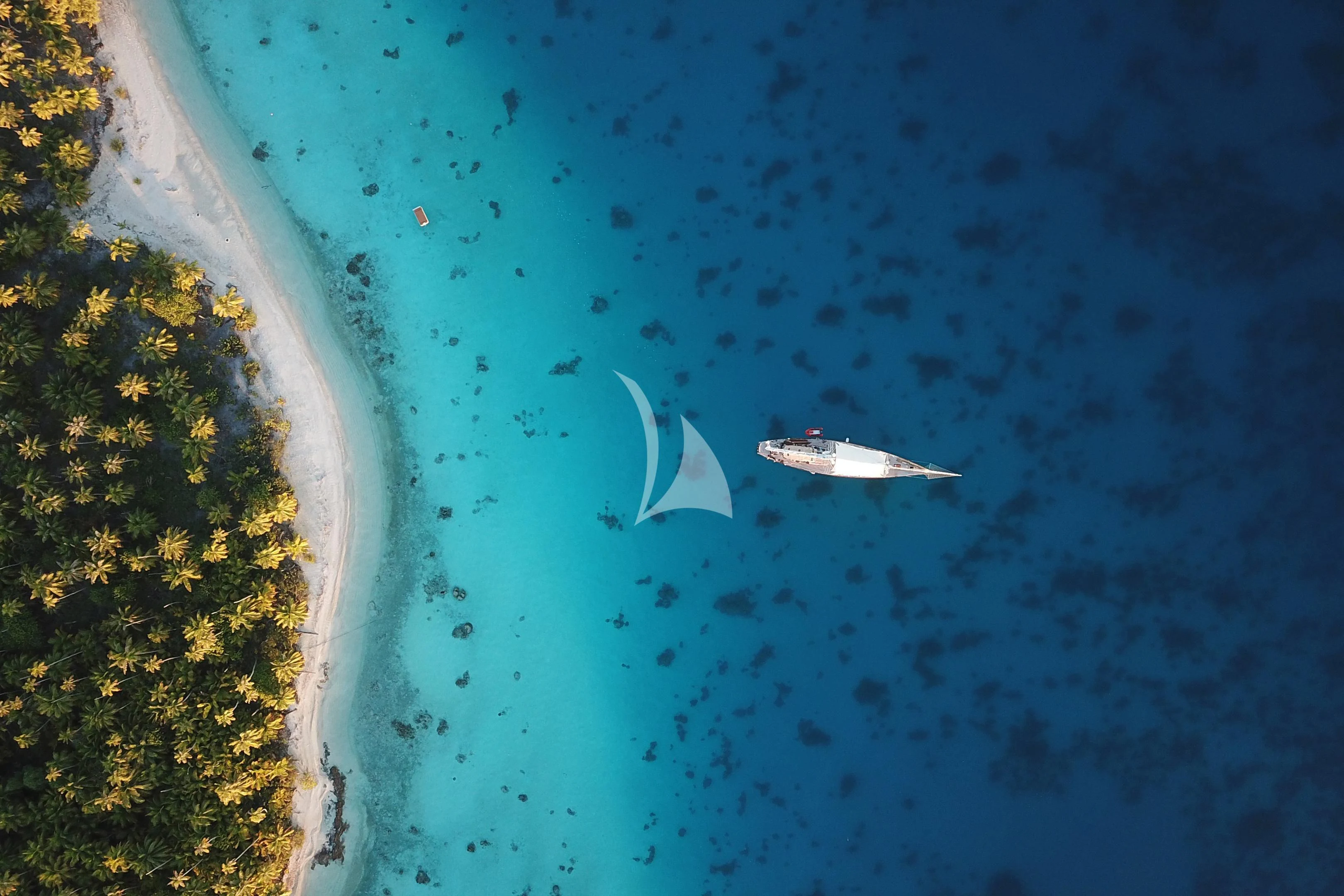 a shark swimming in the water aboard WINDROSE OF AMSTERDAM Yacht for Sale
