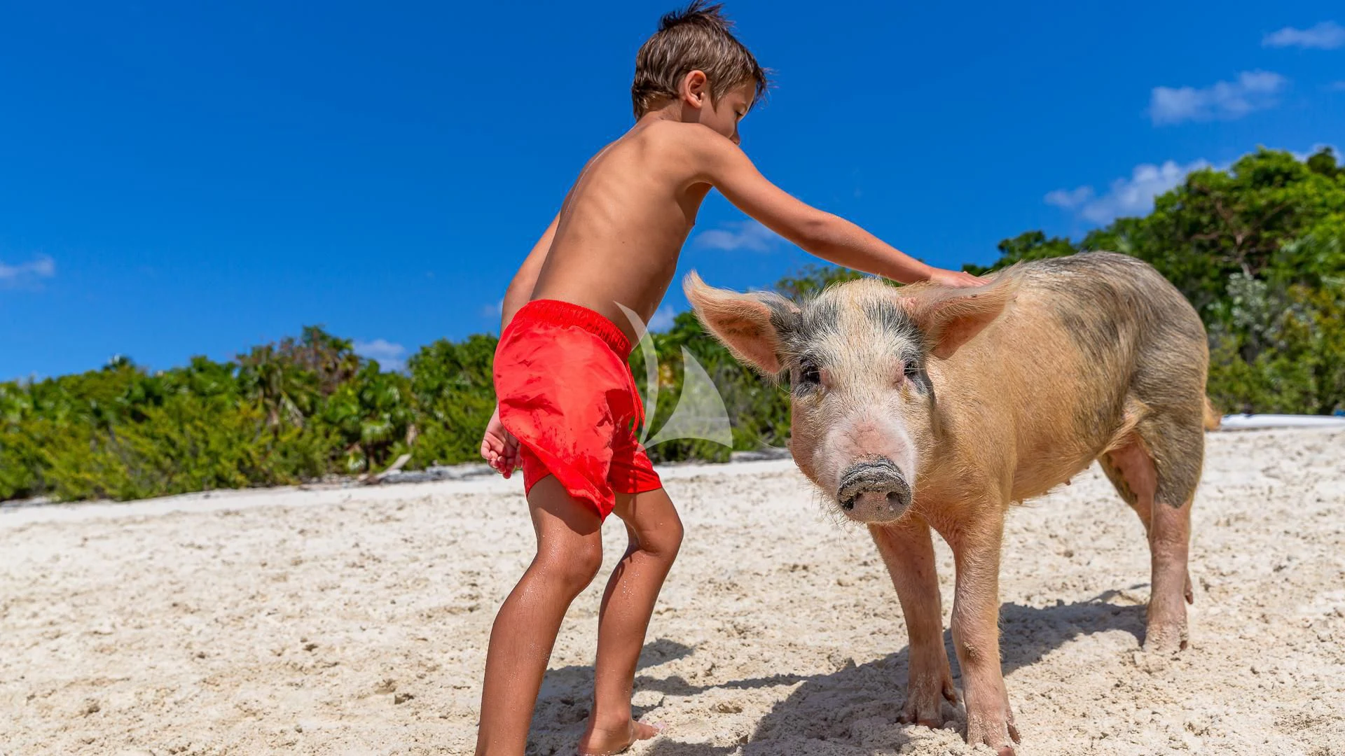 a boy playing with a baby goat on a beach aboard STARSHIP Yacht for Charter