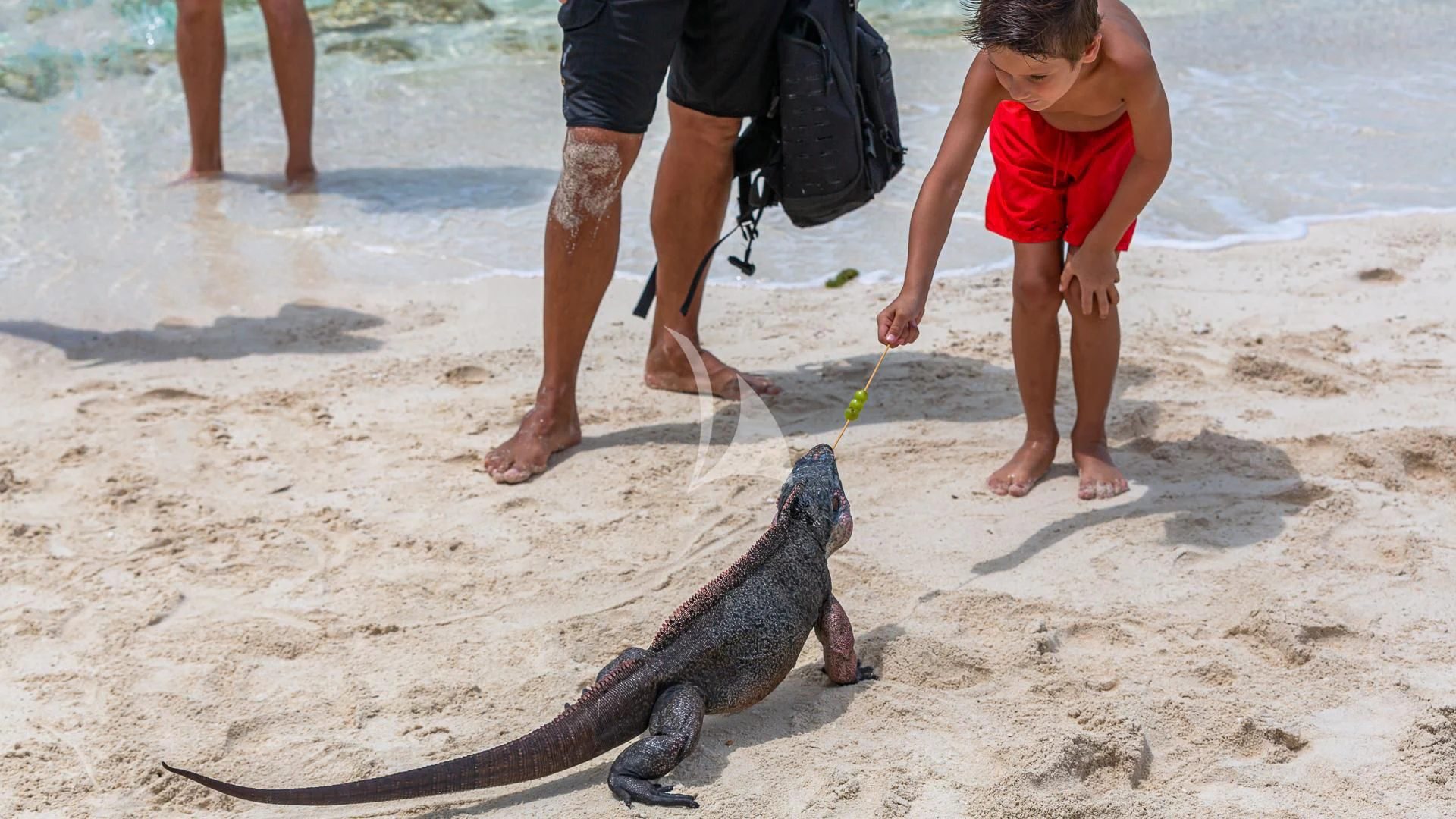 a person and a child on a beach with a large log aboard STARSHIP Yacht for Charter