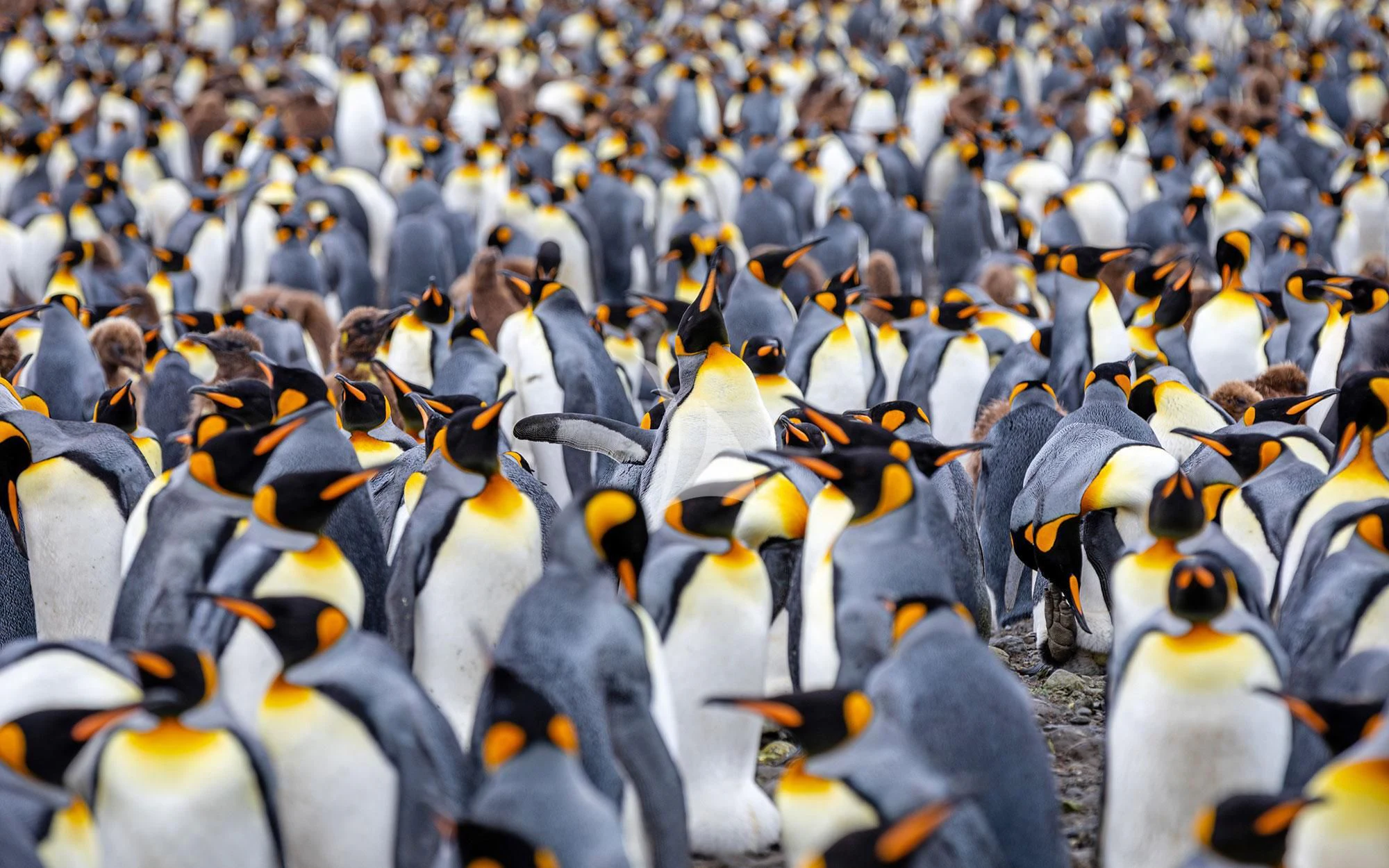 a group of penguins aboard SCENIC ECLIPSE Yacht for Sale