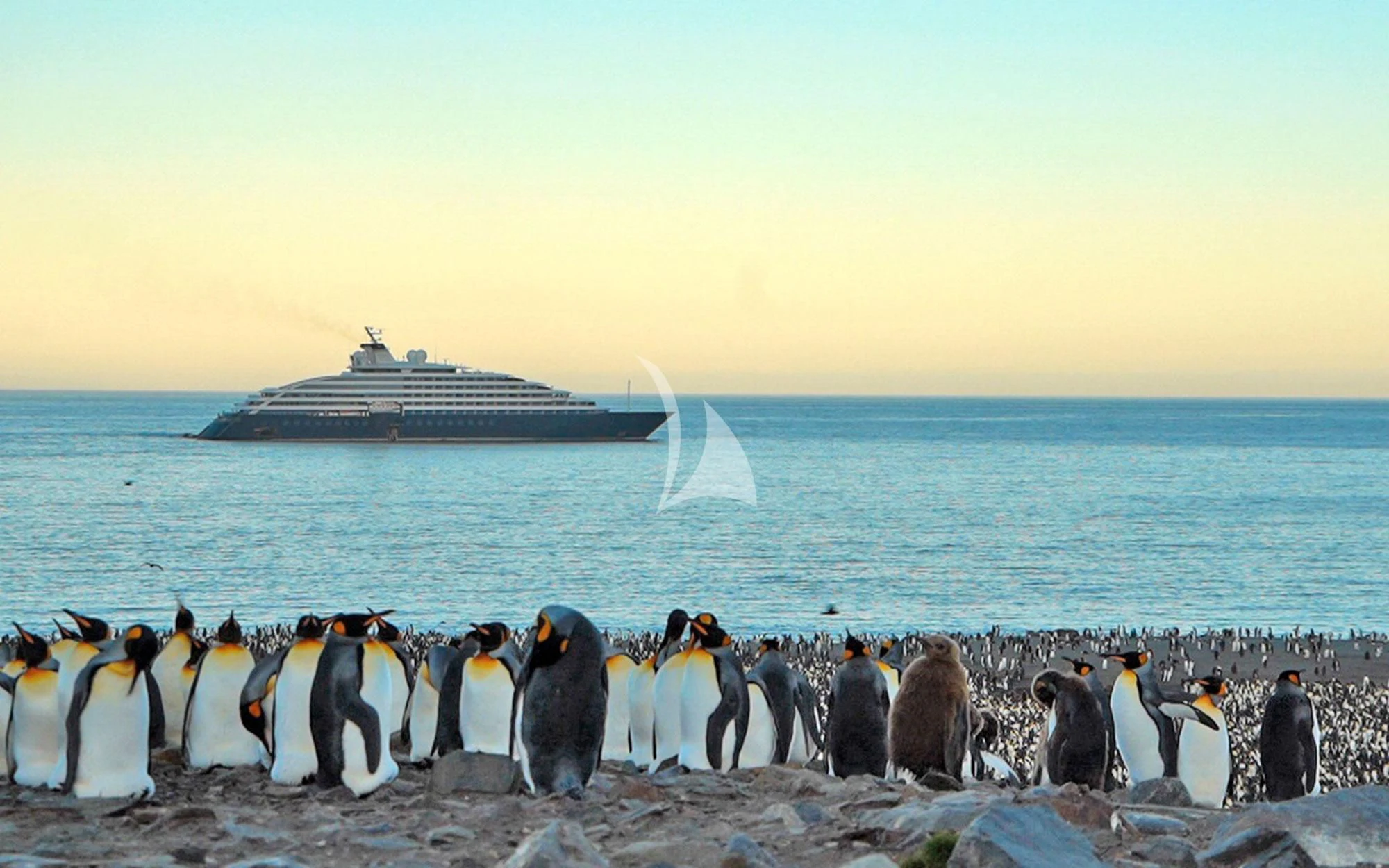 a group of penguins on a beach aboard SCENIC ECLIPSE Yacht for Sale