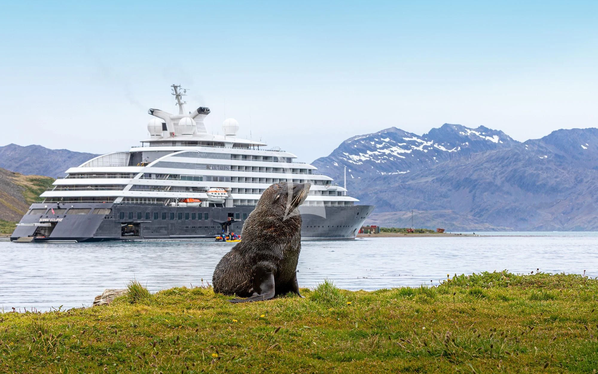 a large sea animal next to a large ship in the water aboard SCENIC ECLIPSE Yacht for Sale