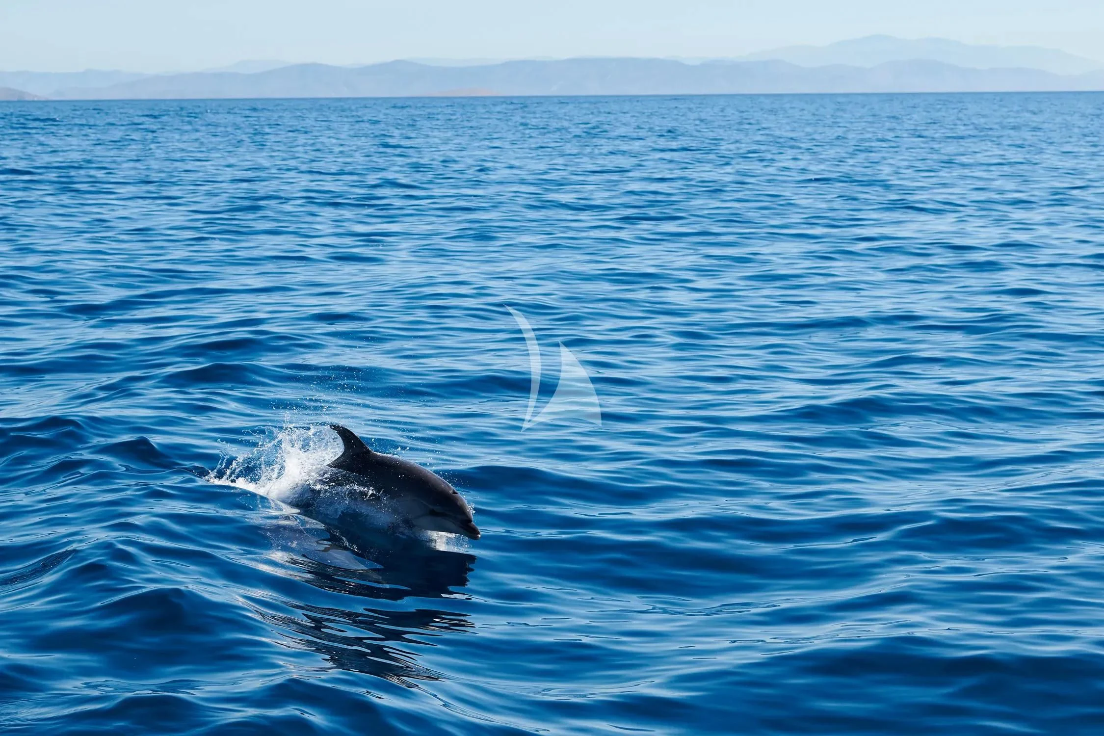 a dolphin in the water aboard PROMETHEUS I Yacht for Charter