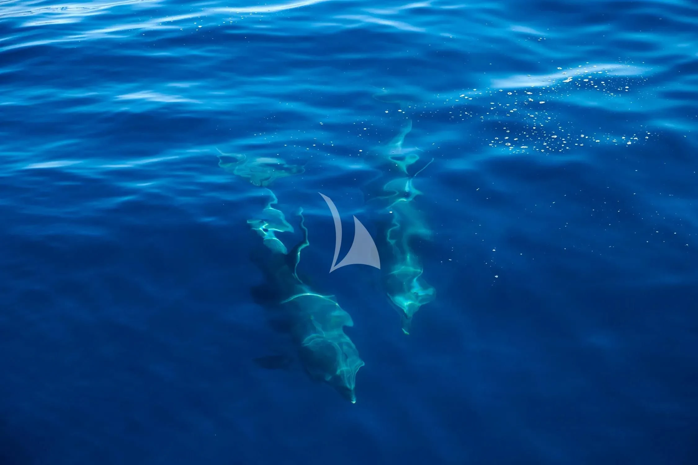 a shark swimming in the water aboard PROMETHEUS I Yacht for Charter