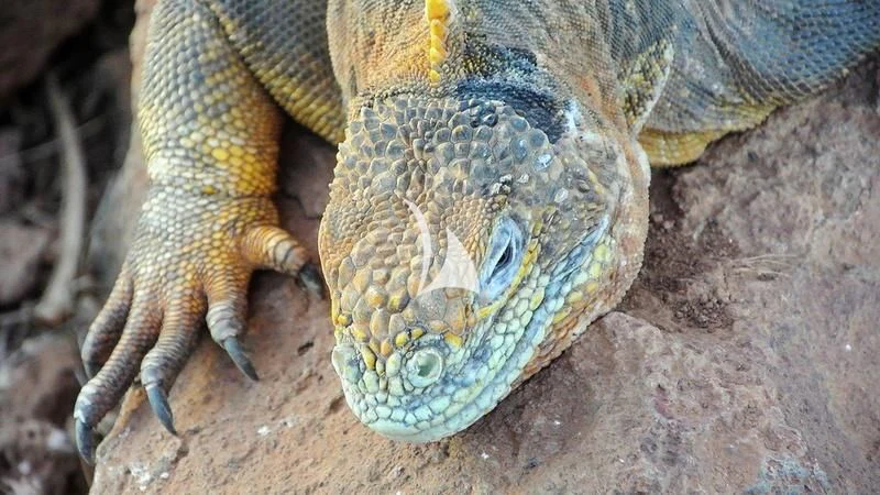 a turtle on the ground aboard GALAPAGOS EXPLORER Yacht for Sale